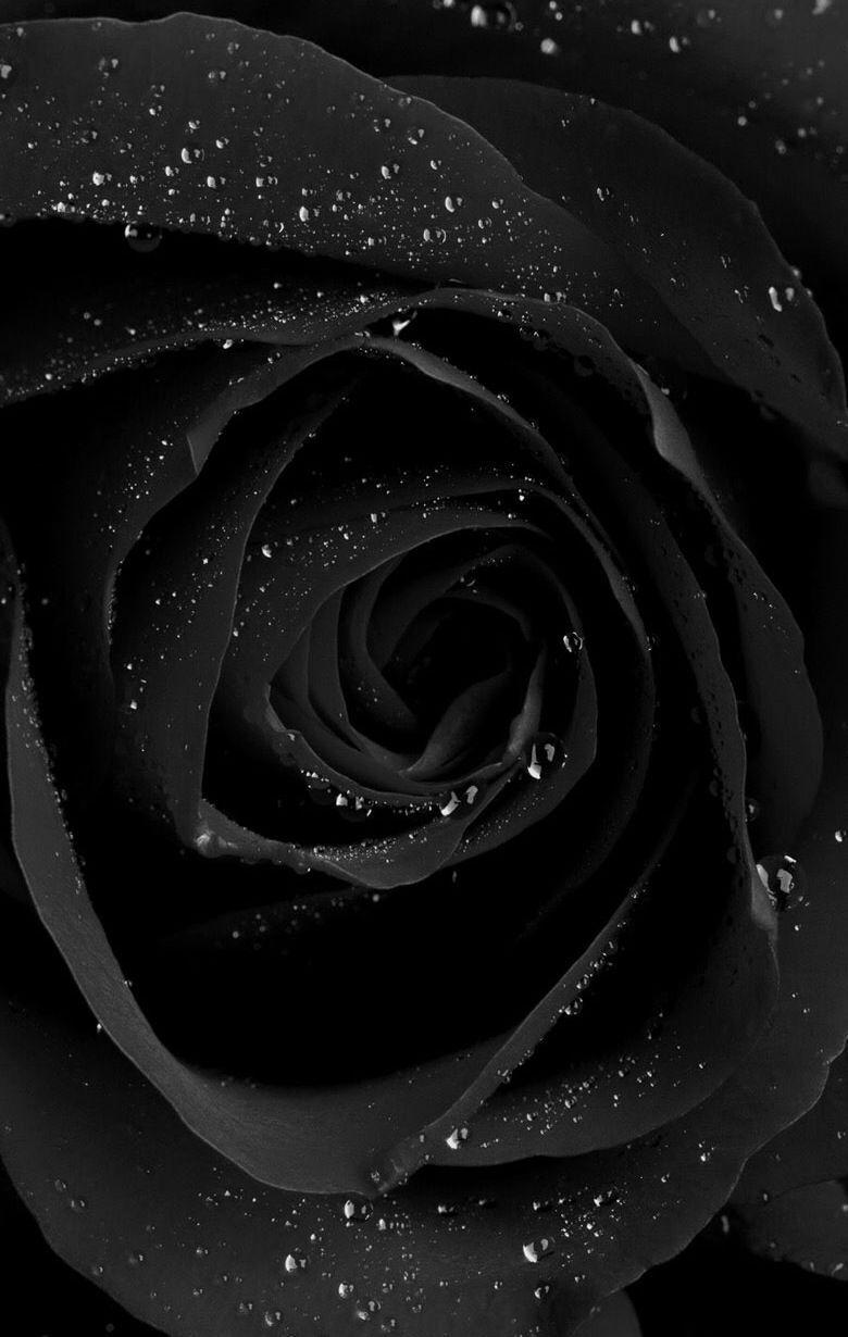 Flower Black Wallpapers Top Free Flower Black Backgrounds
