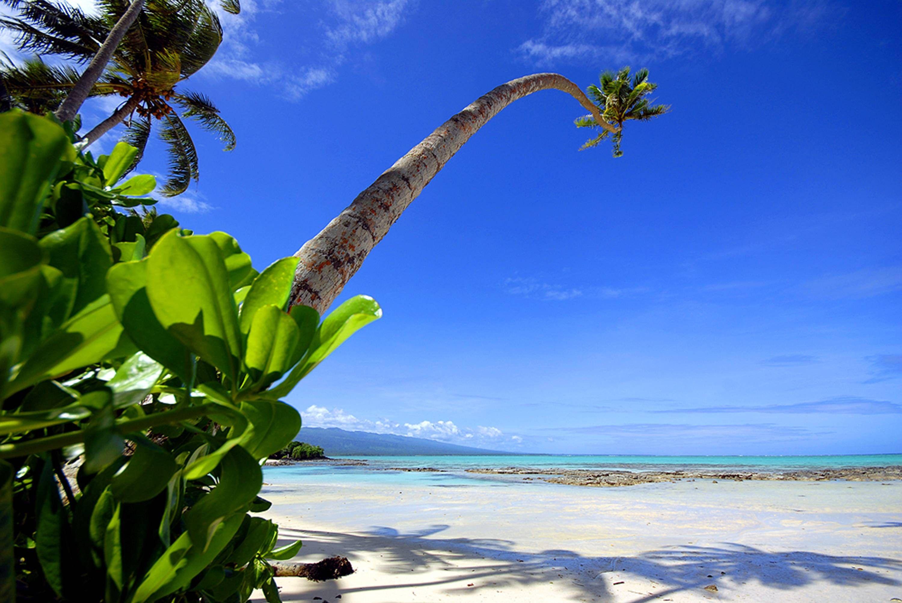 Море экзотика. Парадиз остров Карибского моря. Остров Пальма. Тропический пляж. Пляж с пальмами.