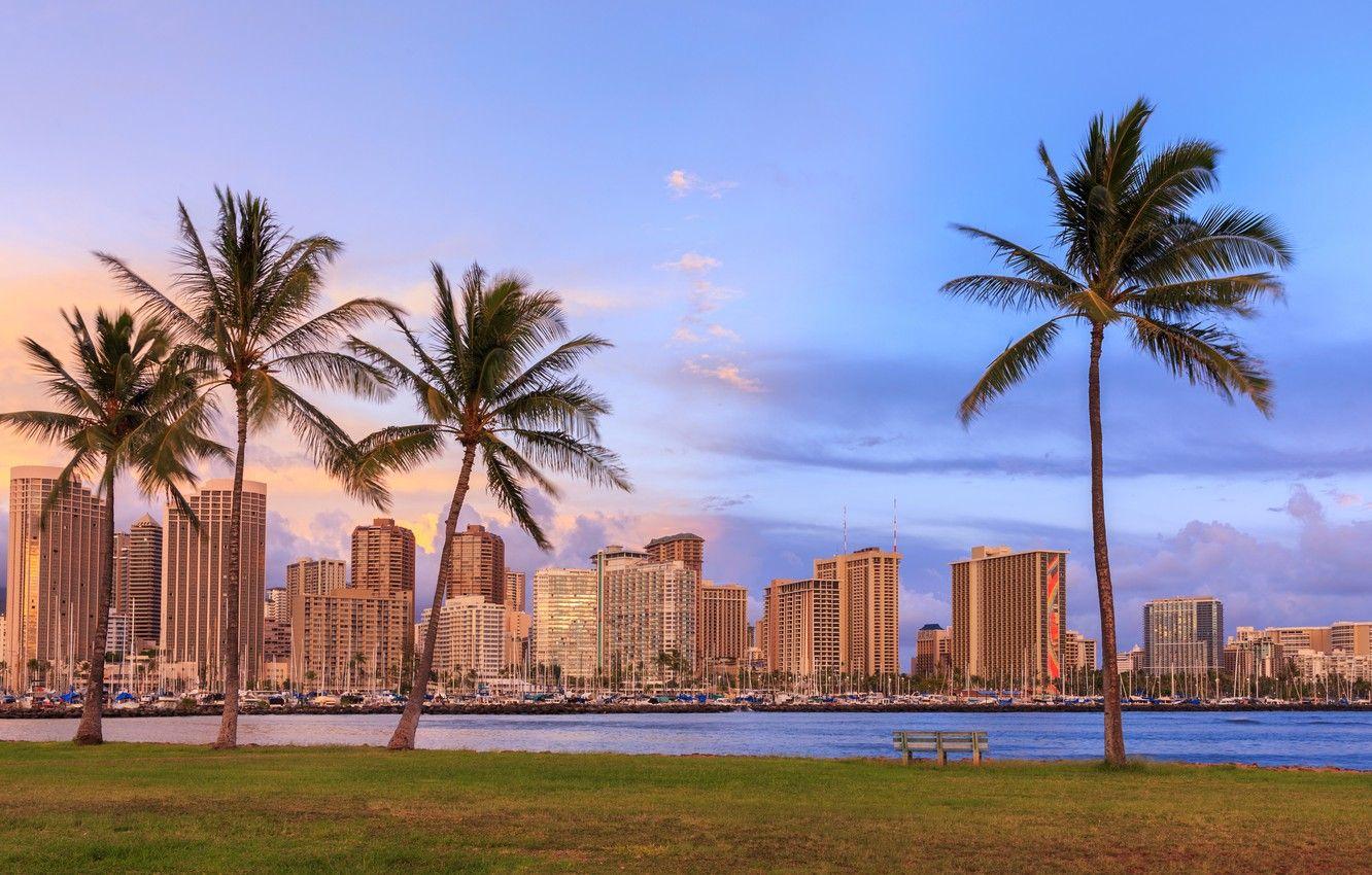 1332x850 Wallpaper sea, the sky, grass, clouds, bench, tropics, palm