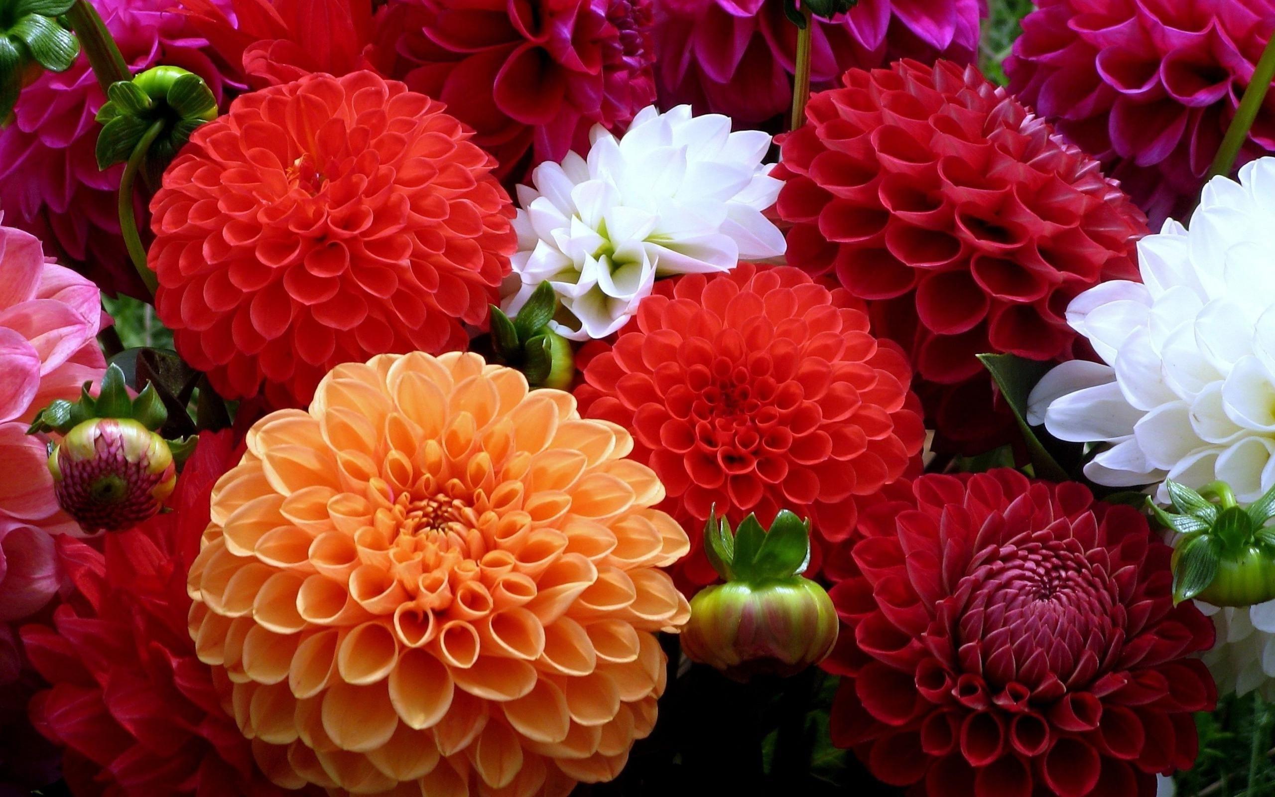 2560x1600 Flowers Petals Bright HD Wallpaper 79437 :