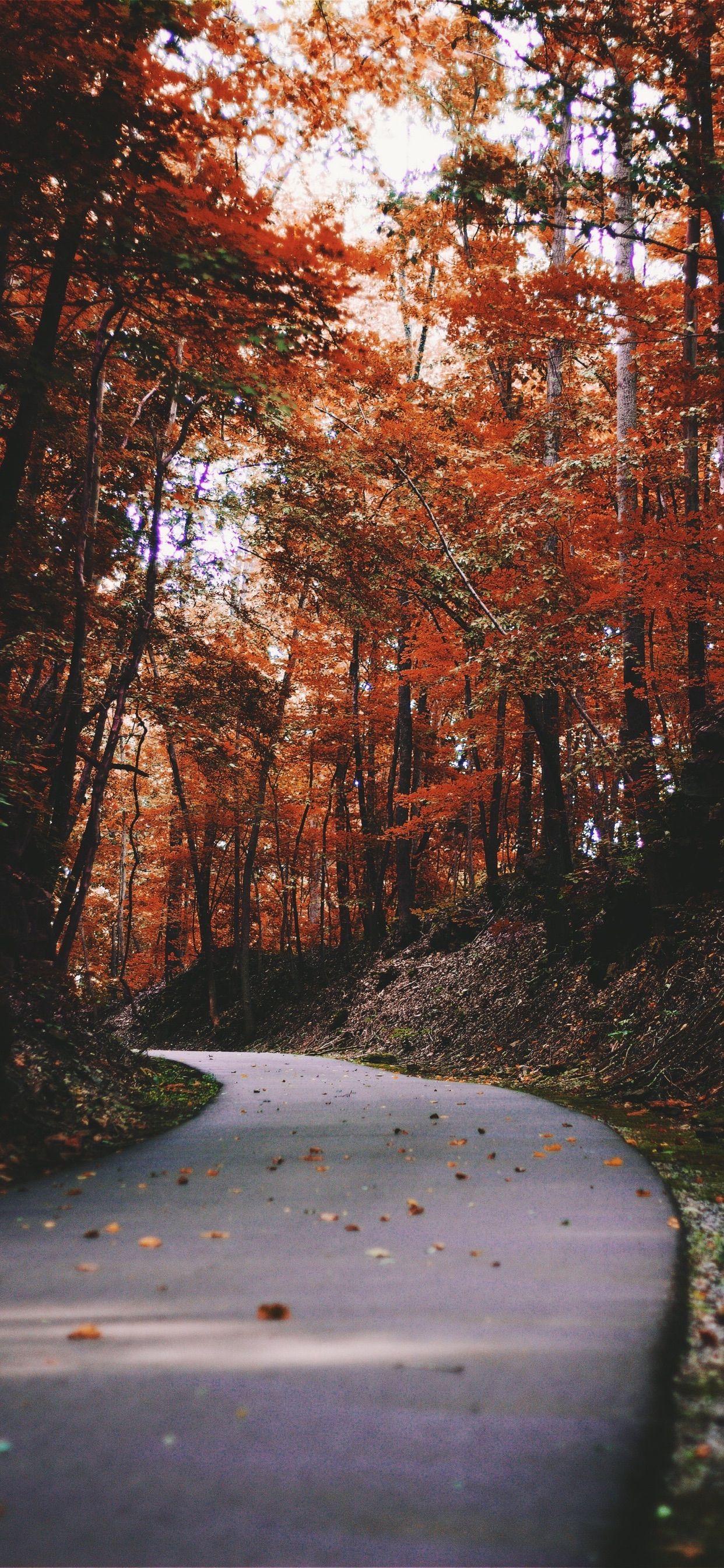 1242x2688 Nature Wallpaper iPhone Xs Max, HD Wallpaper & background