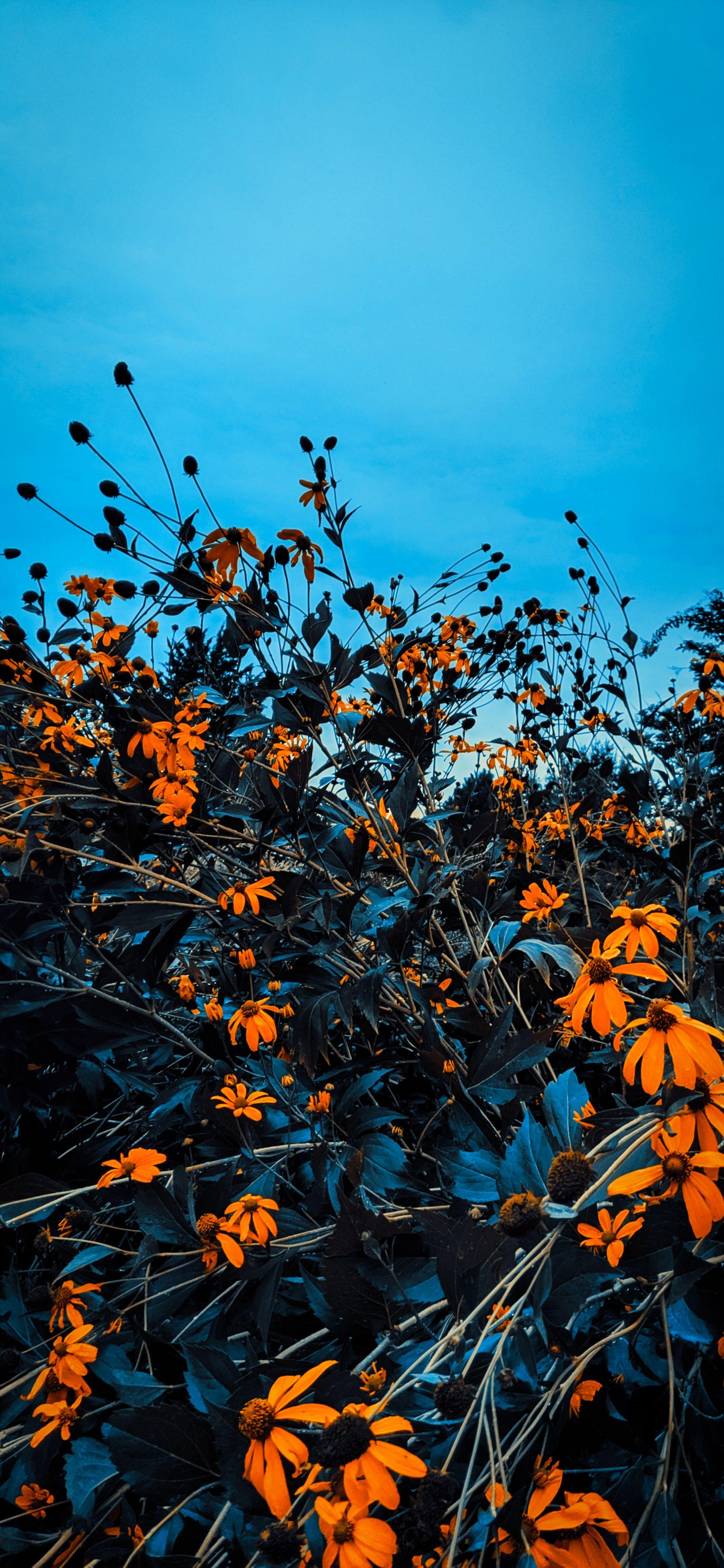 2131x4617 Fall iPhone Wallpaper
