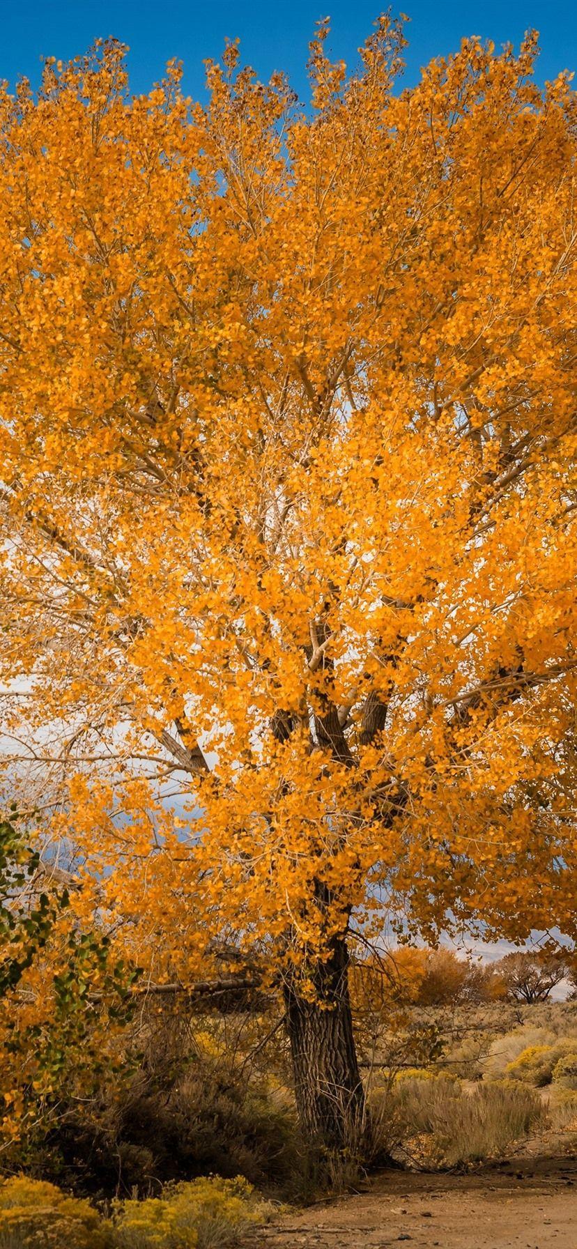828x1792 Tree, Yellow Leaves, Autumn, Nature 1080x1920 IPhone 8 7 6