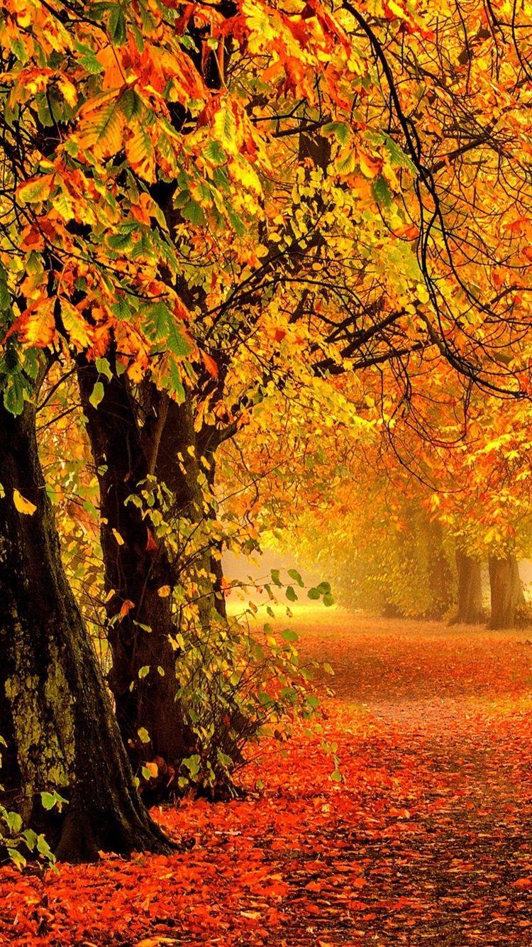 Autumn Forest iPhone Wallpapers - Top Free Autumn Forest iPhone ...