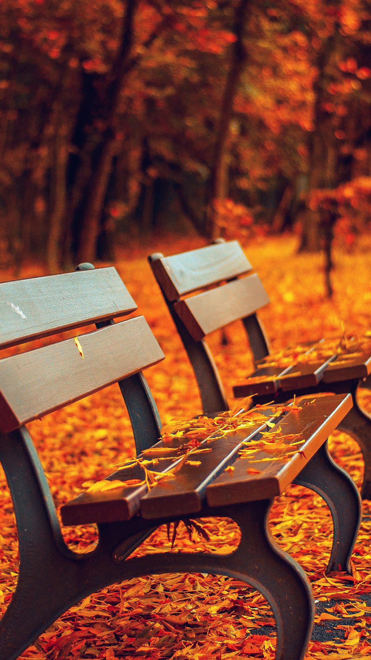 1242x2208 Colorful Fall wallpaper of the week