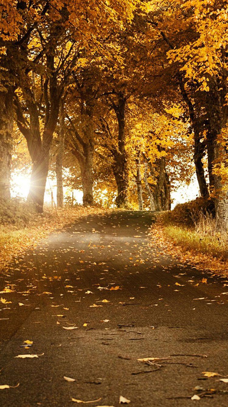 750x1334 Breath Taking And Most Beautiful Fall Wallpaper For Your IPhone
