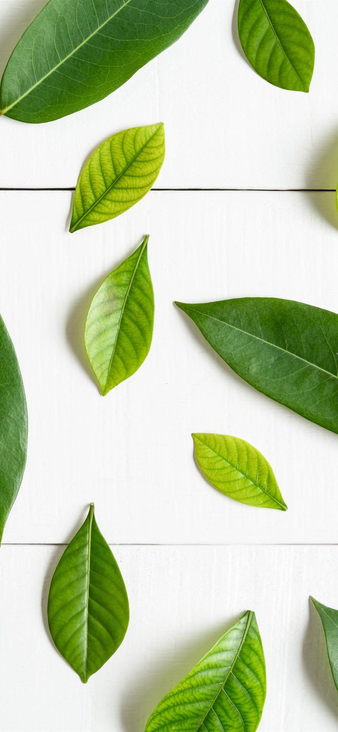 Leaves iPhone Wallpapers Top Free Leaves iPhone Backgrounds