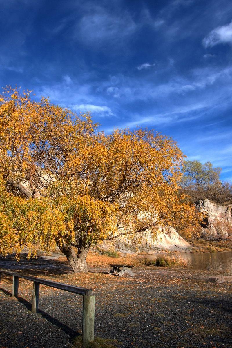 800x1200 Download wallpaper 800x1200 tree, river, autumn, nature