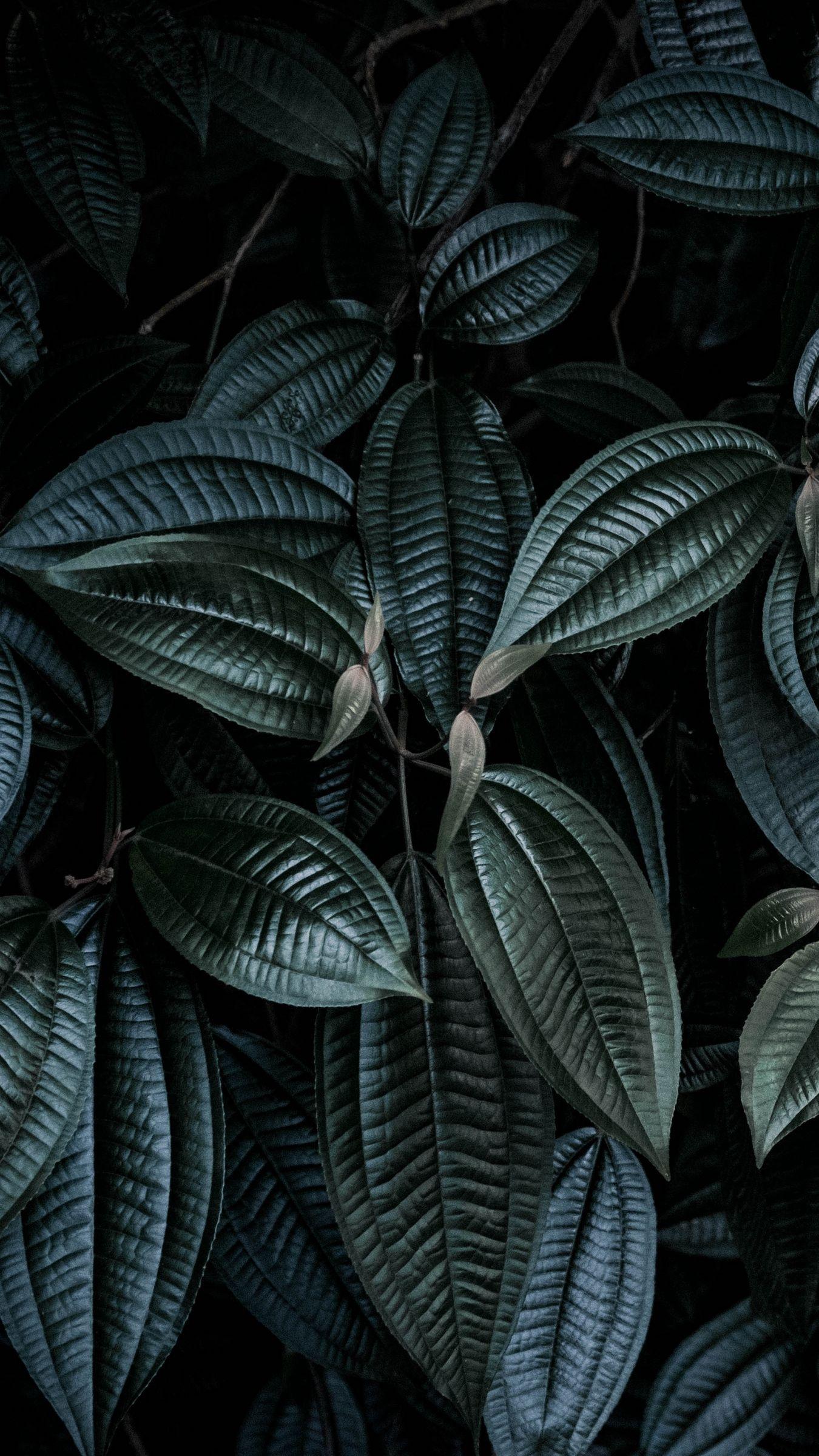 1350x2400 Wallpaper Leaves, Plant, Branches, Dark Leaves Hd, HD