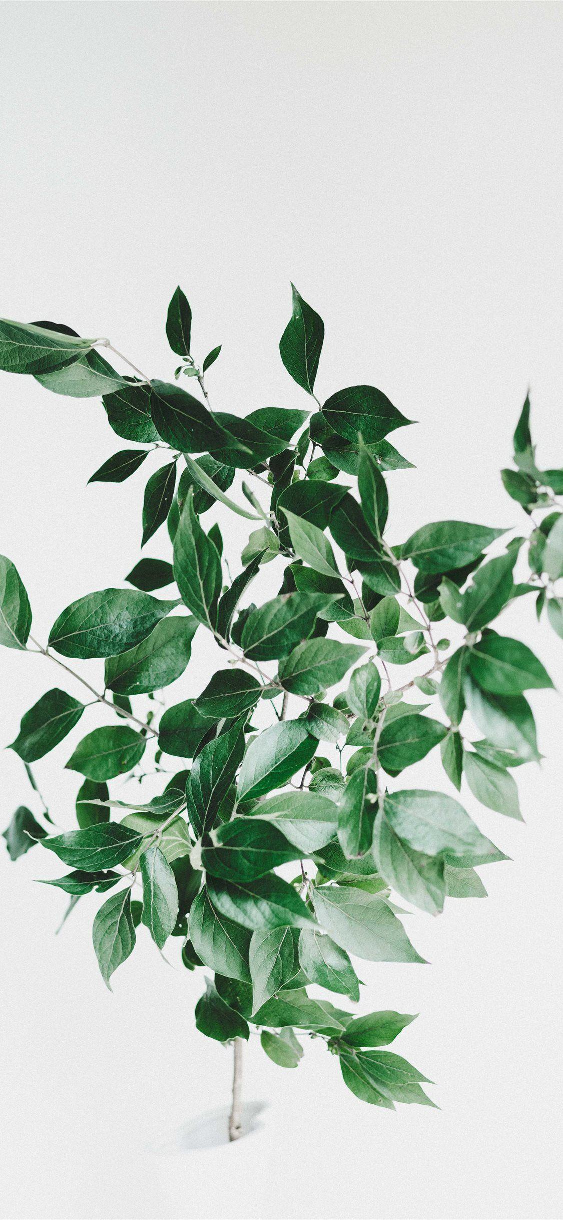 1125x2436 Backyard leaves iPhone Wallpaper Free Download