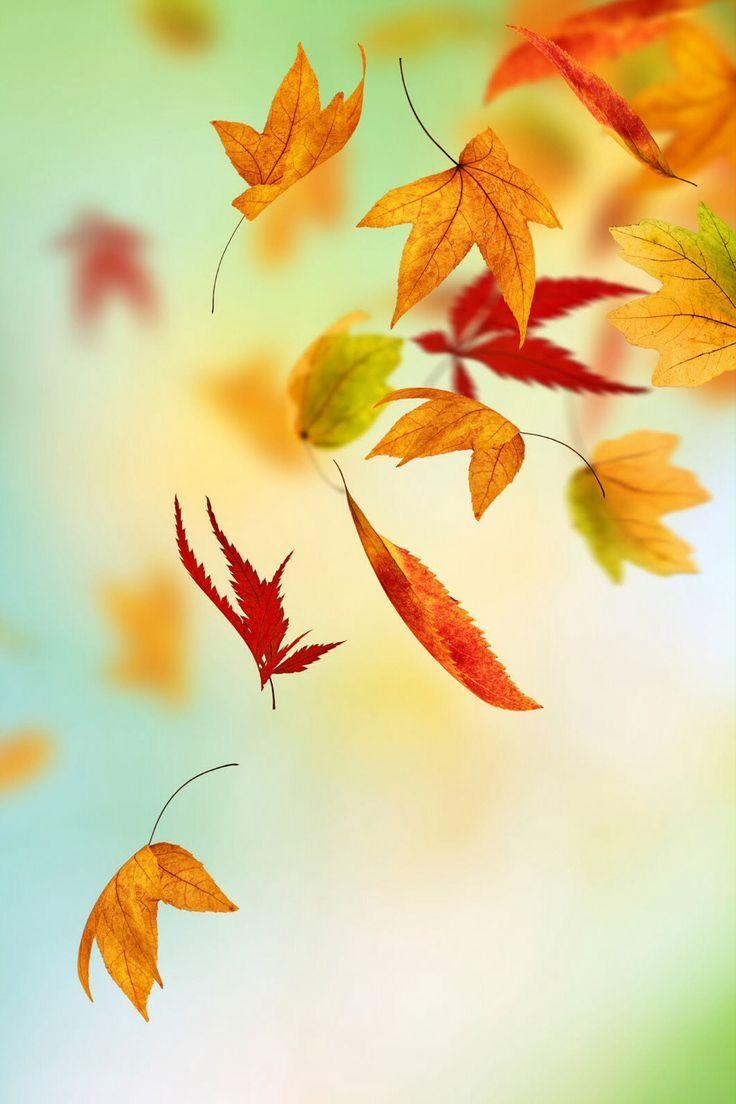 736x1104 Free download Fall leaves iphone background iPhone