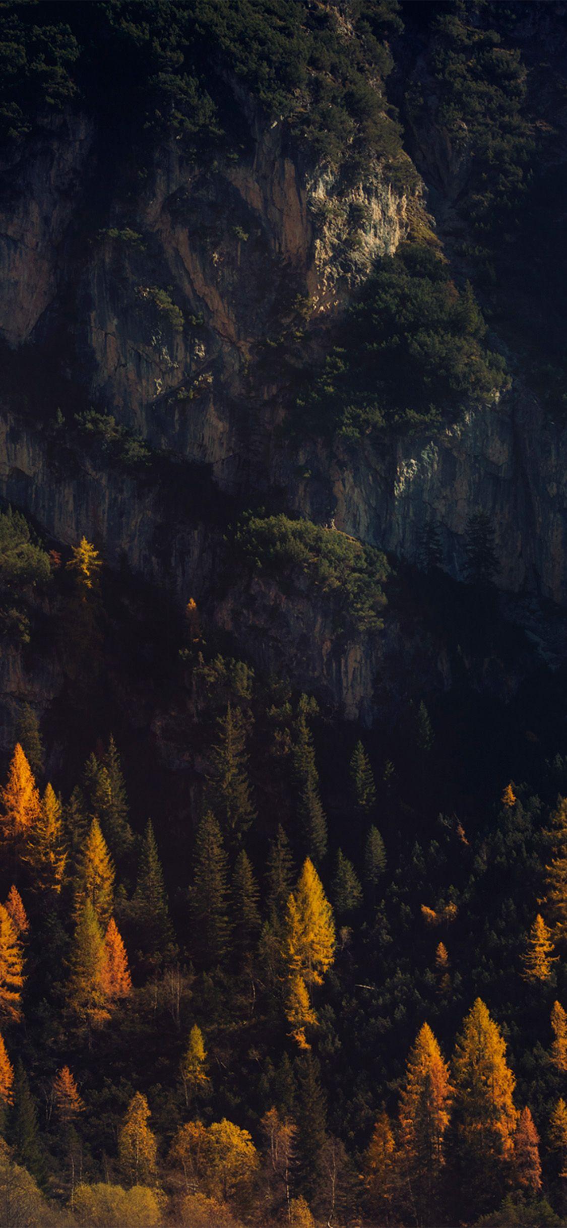 1125x2436 iPhone X wallpaper. wood tree fall mountain nature