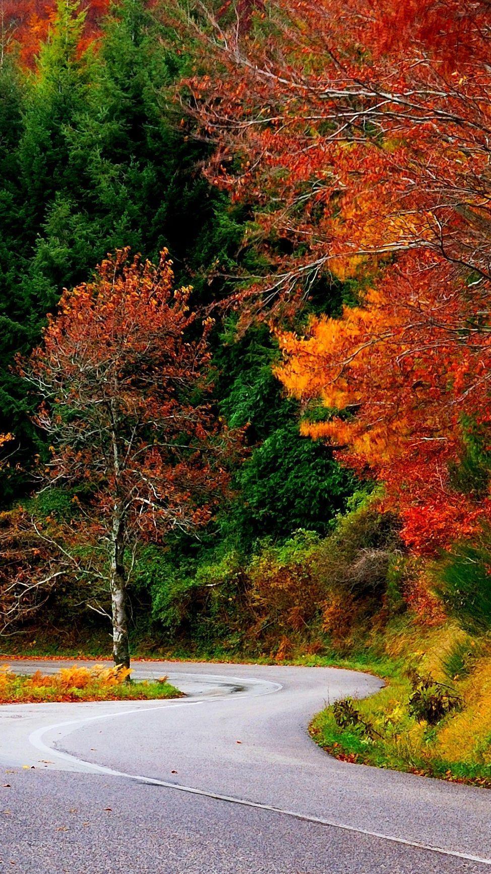 974x1733 Forest Autumn Fall Road Leaves Trees Colorful Nature IPhone