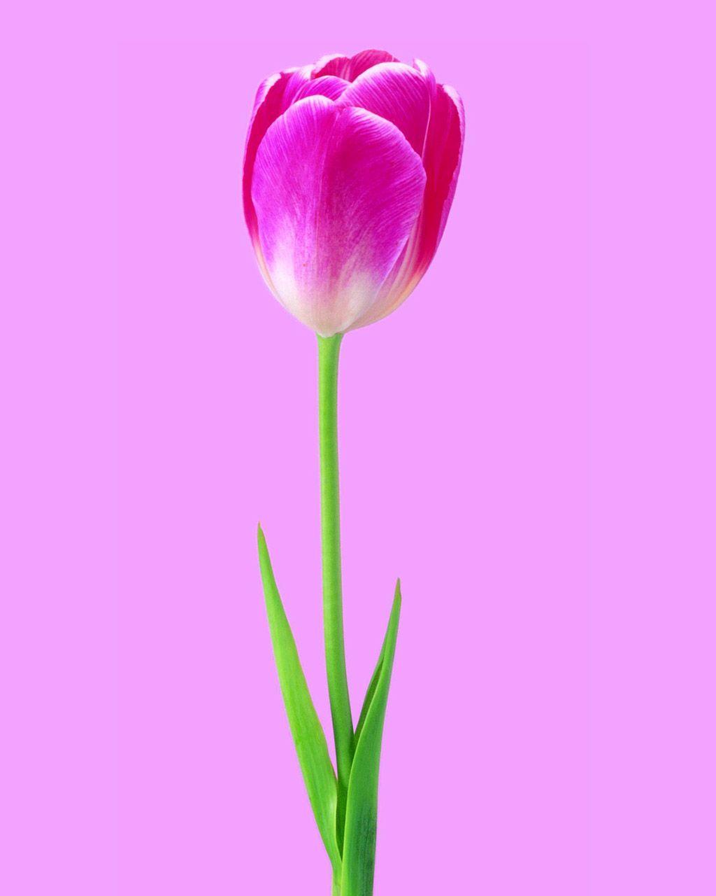 1024x1280 Hình ảnh Hoa tulip 1024x1280