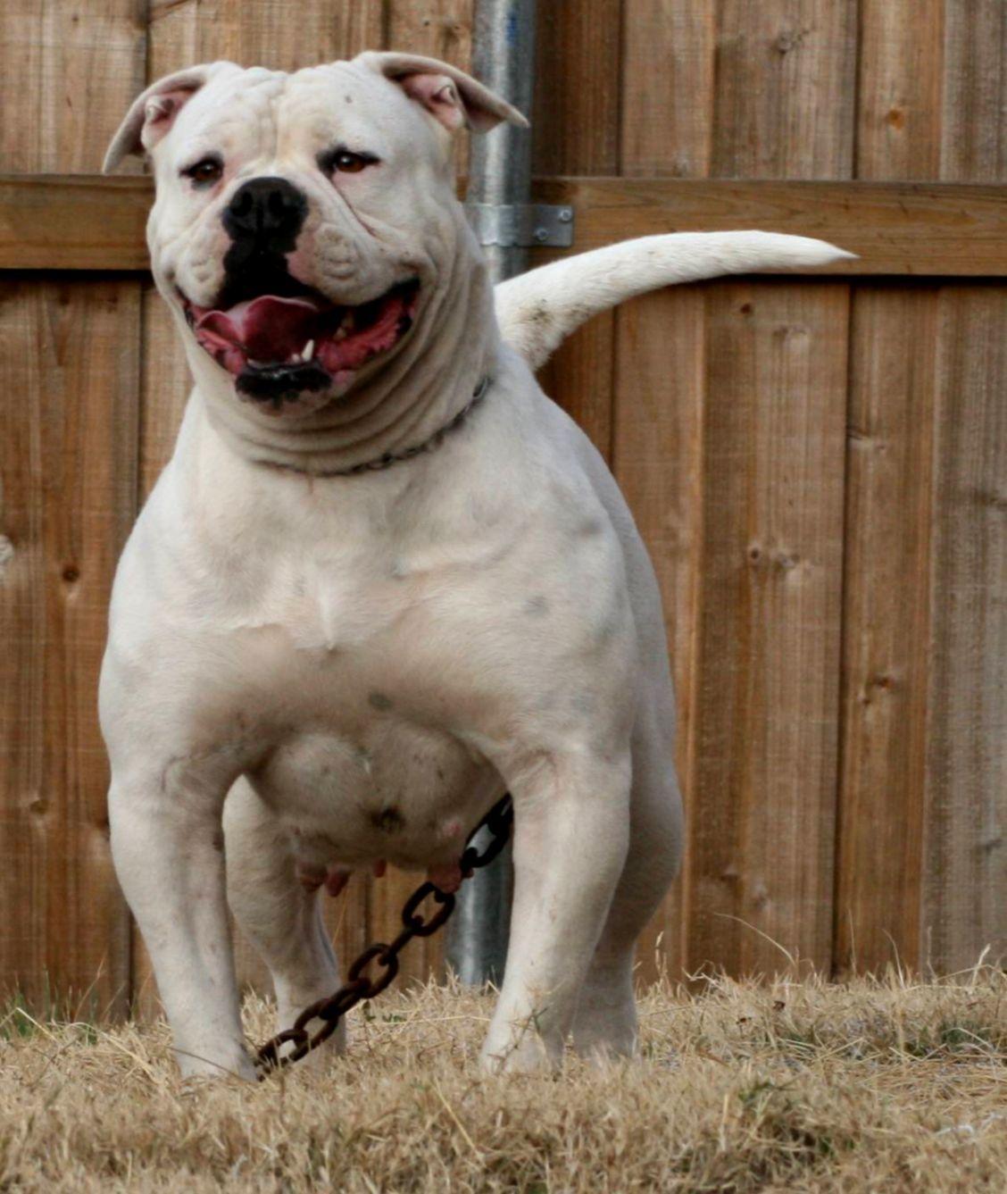 1128x1337 American Bulldog Top Full HD Wallpaper Free Downlaod Dog