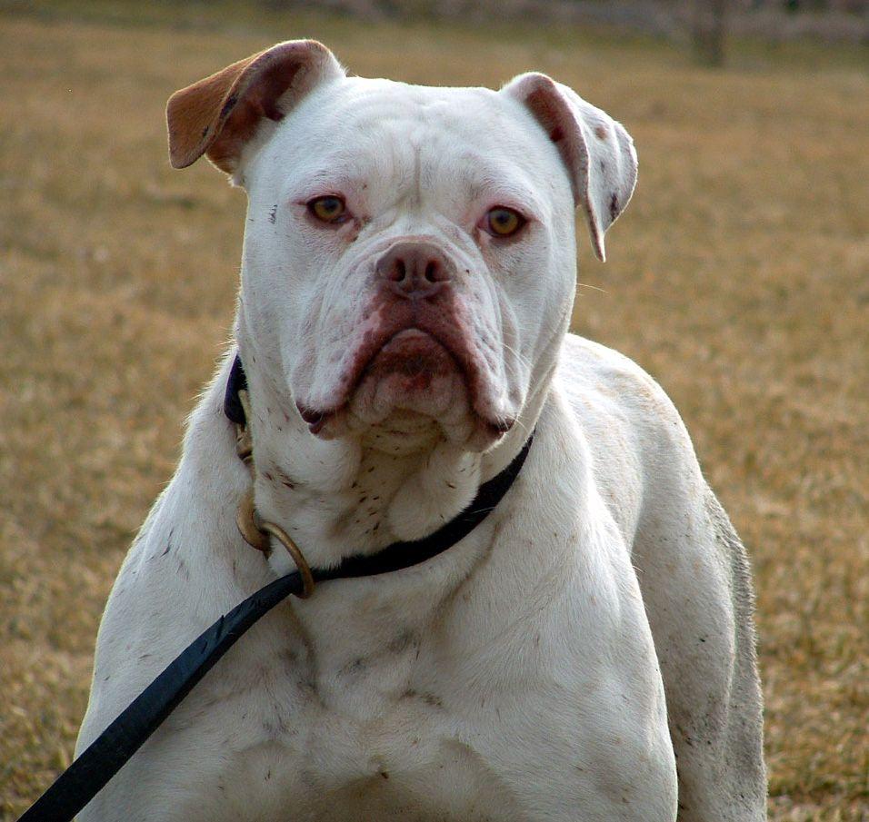 956x905 Macro American Bulldog photo and wallpaper. Beautiful Macro