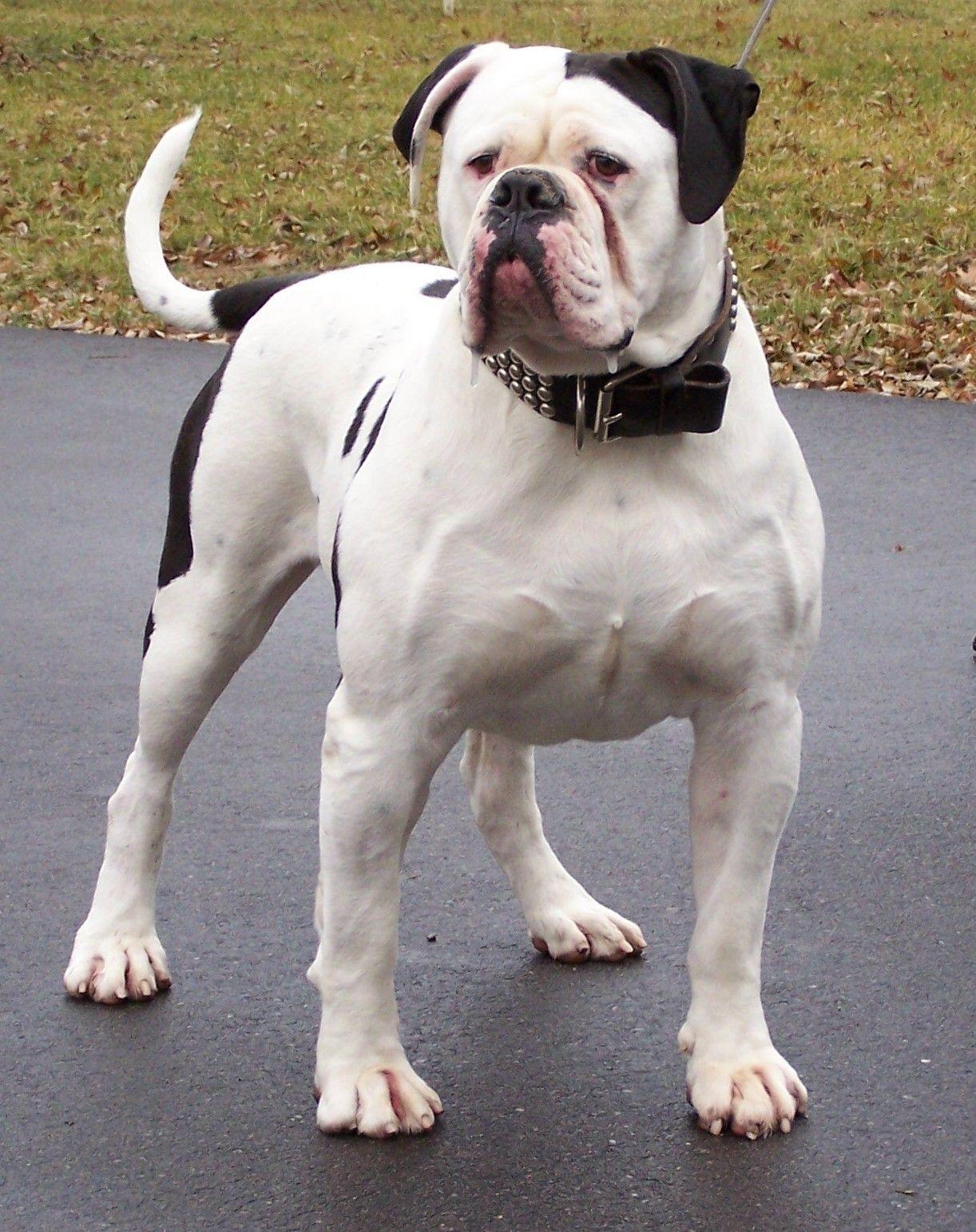 how big american bulldog