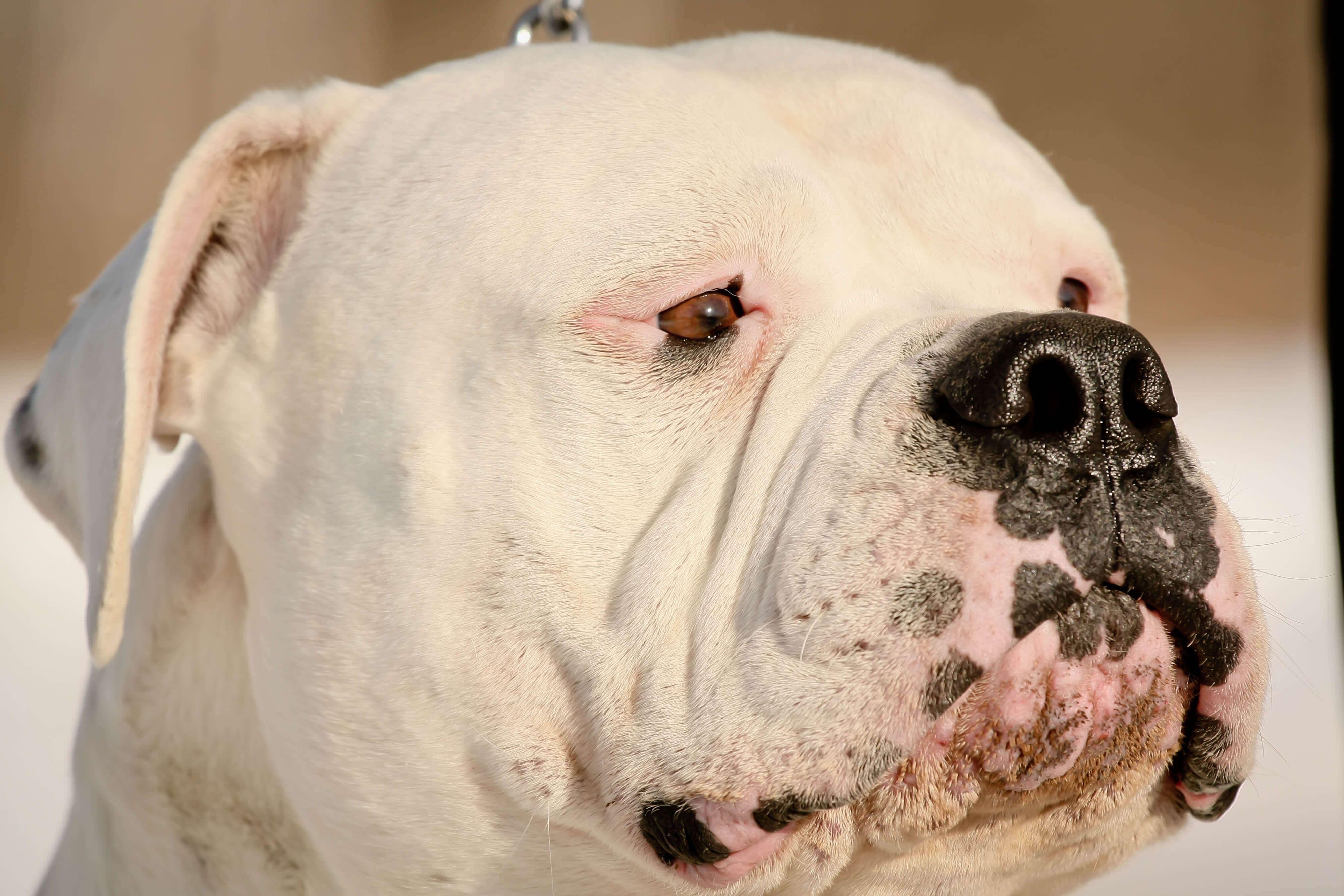 4007x2671 American Bulldog Computer Wallpaper