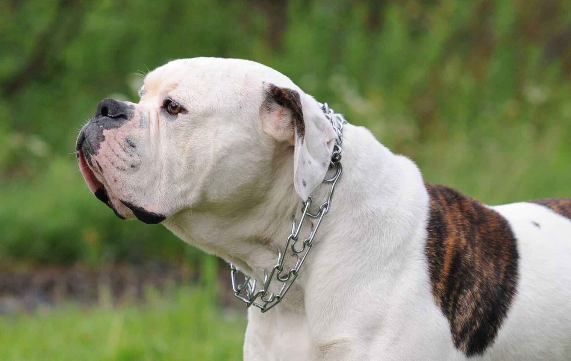 1907x1206 American Bulldog on nature background wallpaper and image