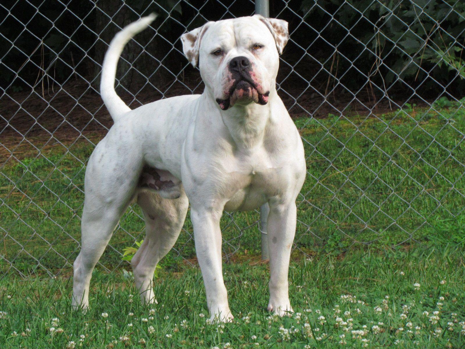1600x1200 American Bulldog Picture