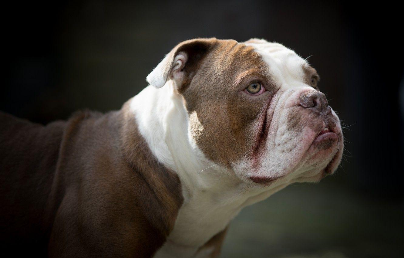 1332x850 Wallpaper face, background, portrait, dog, American bulldog