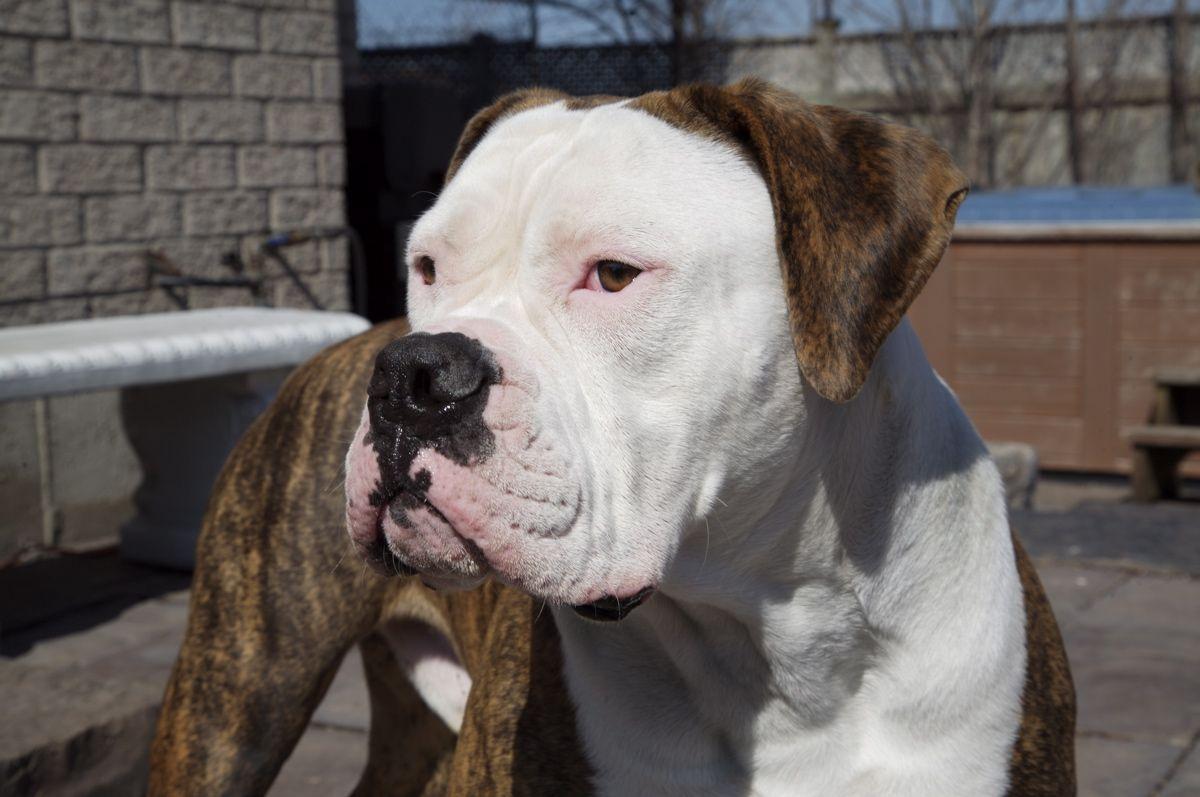1200x797 Loyal American Bulldog photo and wallpaper. Beautiful Loyal