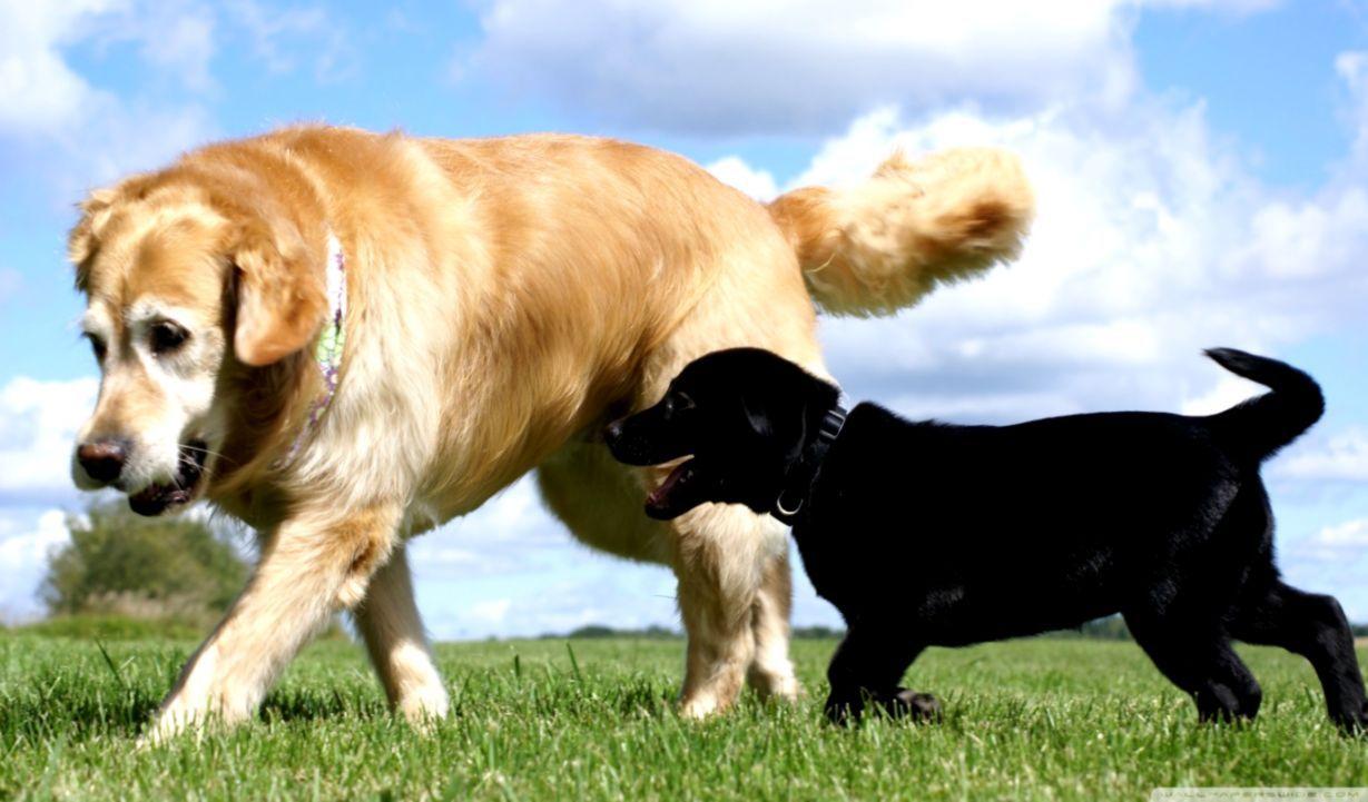 1229x721 Golden And Labrador Retriever ❤ 4k HD Desktop Wallpaper