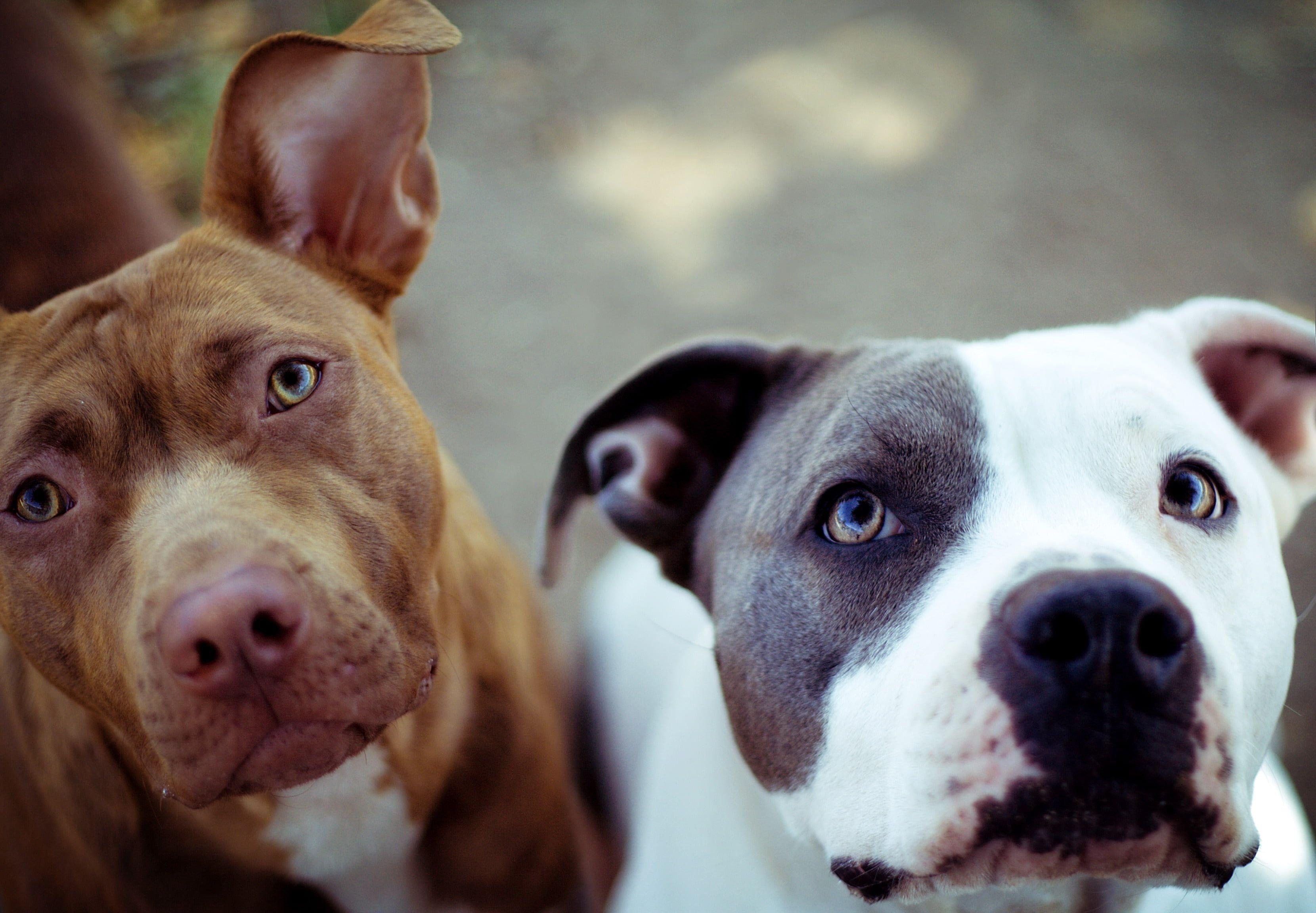 3320x2304 Brown and white American bulldogs HD wallpaper