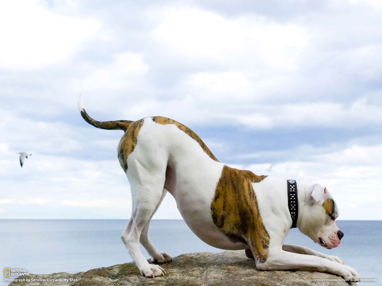 1600x1200 Bulldog Wallpaper