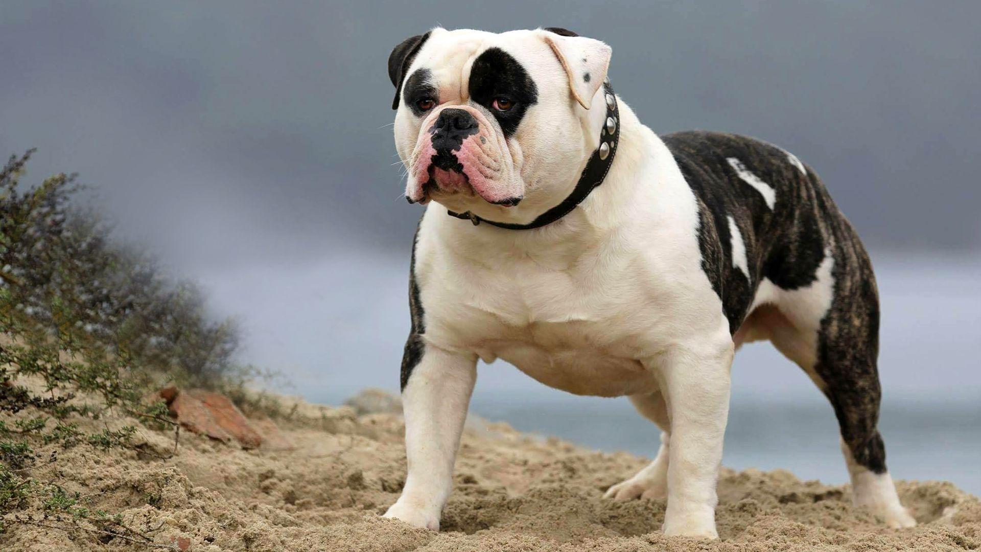 1920x1080 American Bulldog