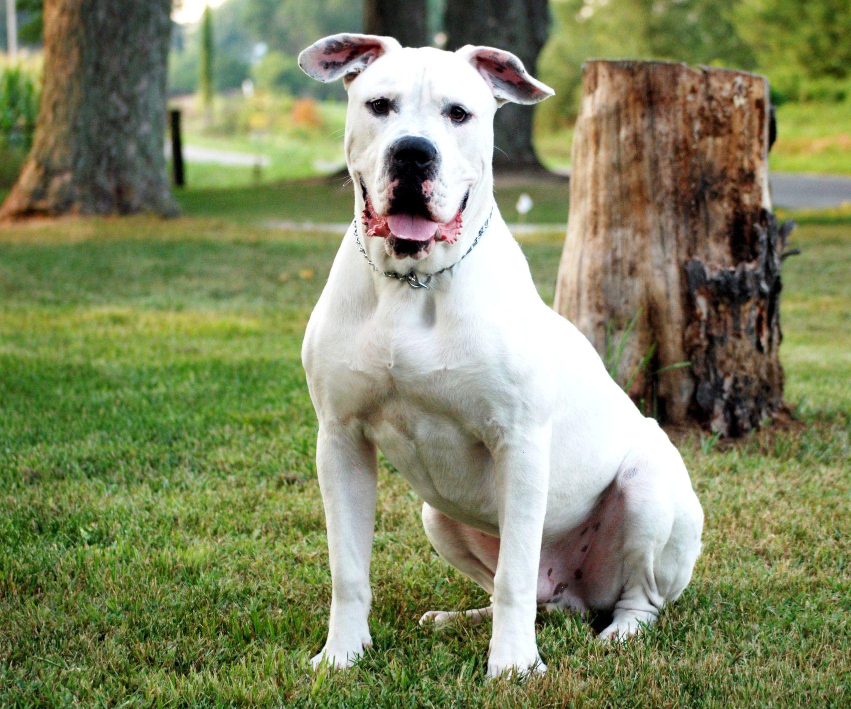 1700x1416 Pit Bull Mix With American Bulldog Photo Dog Heaven