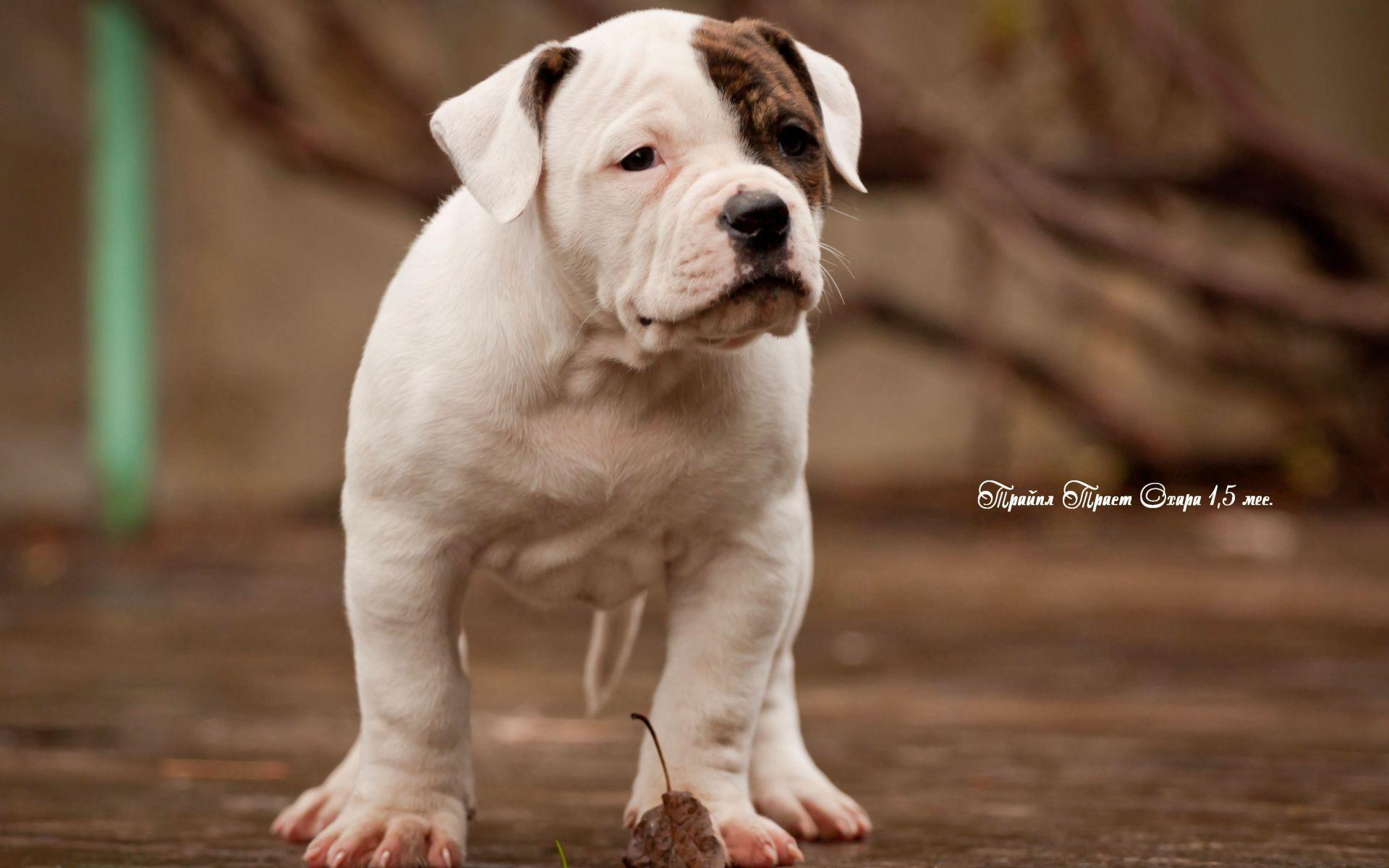 American Bulldog Wallpapers - Top Free American Bulldog Backgrounds