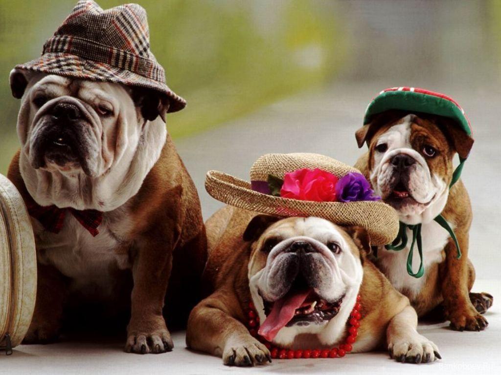1024x768 Free download American Bulldog Pitbull Mix wallpaper