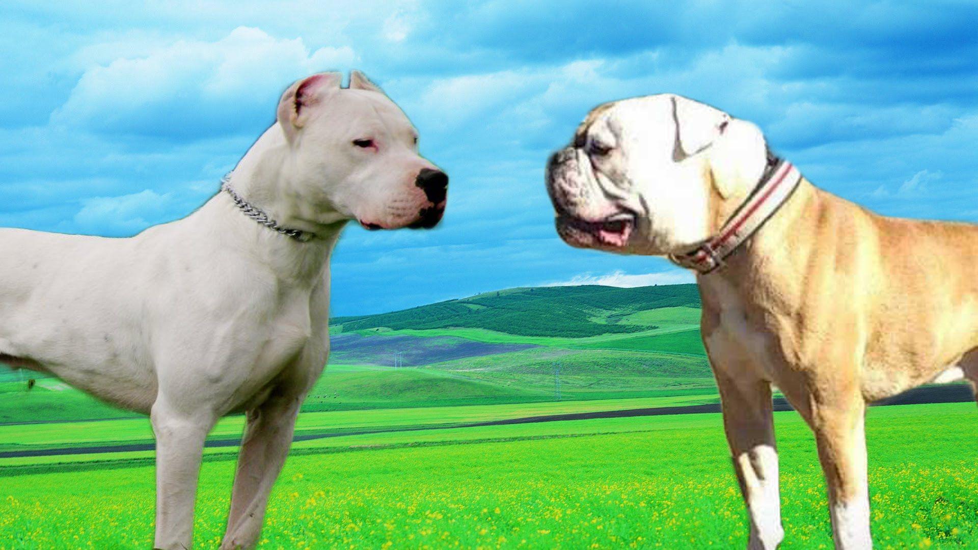 1920x1080 Dogo Argentino, Photo Puzzle Game Argentino, HD