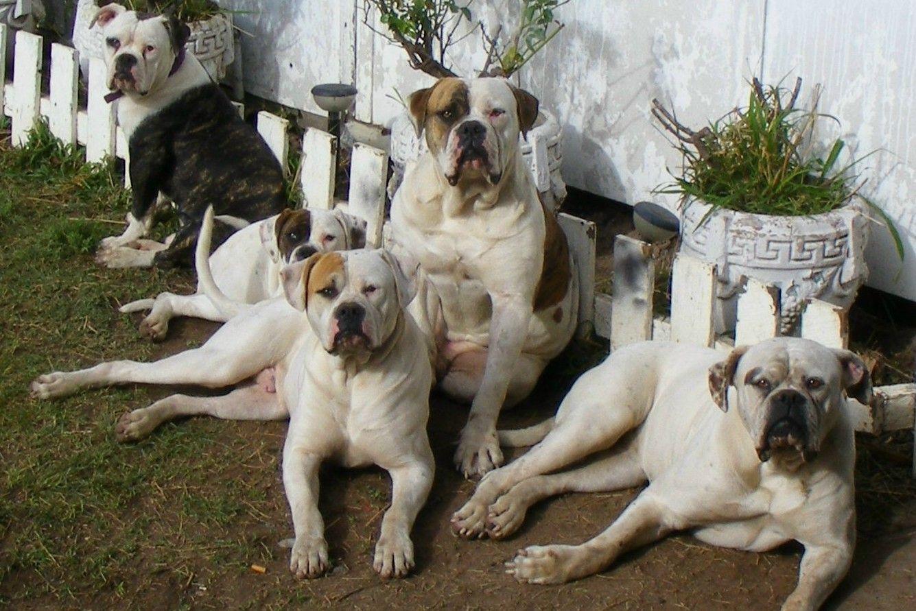 1335x891 American Bulldog dogs at the fence photo and wallpaper