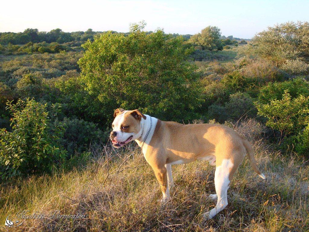 1024x768 Mike, American Bulldog. You can also visit my website