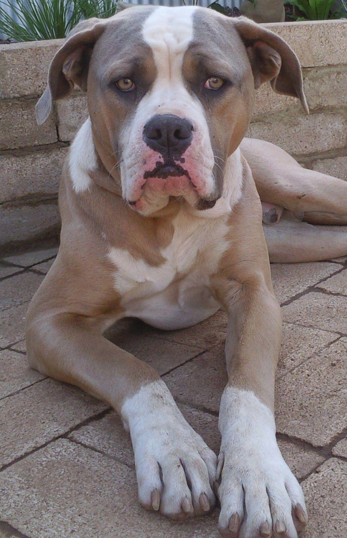 1178x1823 Brown American Bulldog photo Website is full of dog