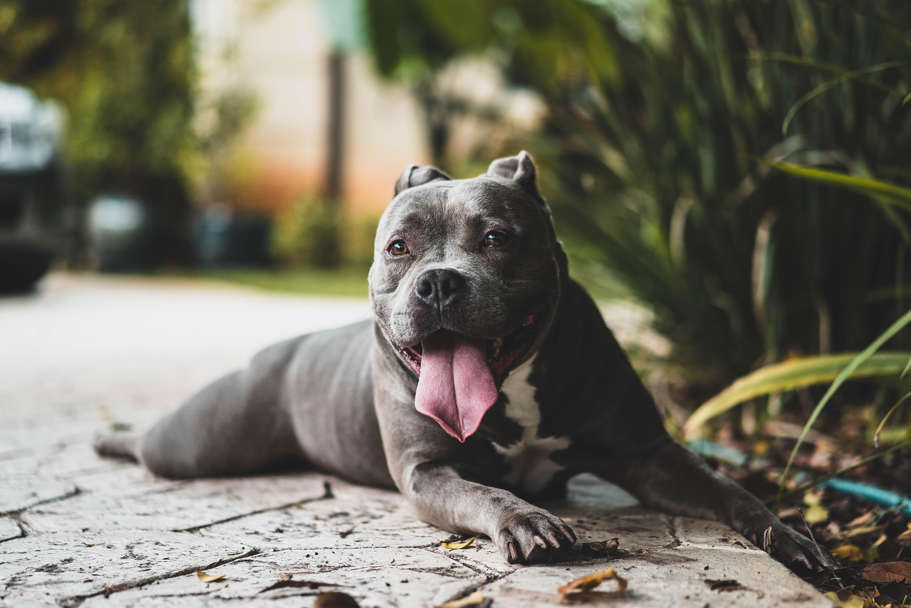 3677x2456 American Pit Bulldog Wallpaper