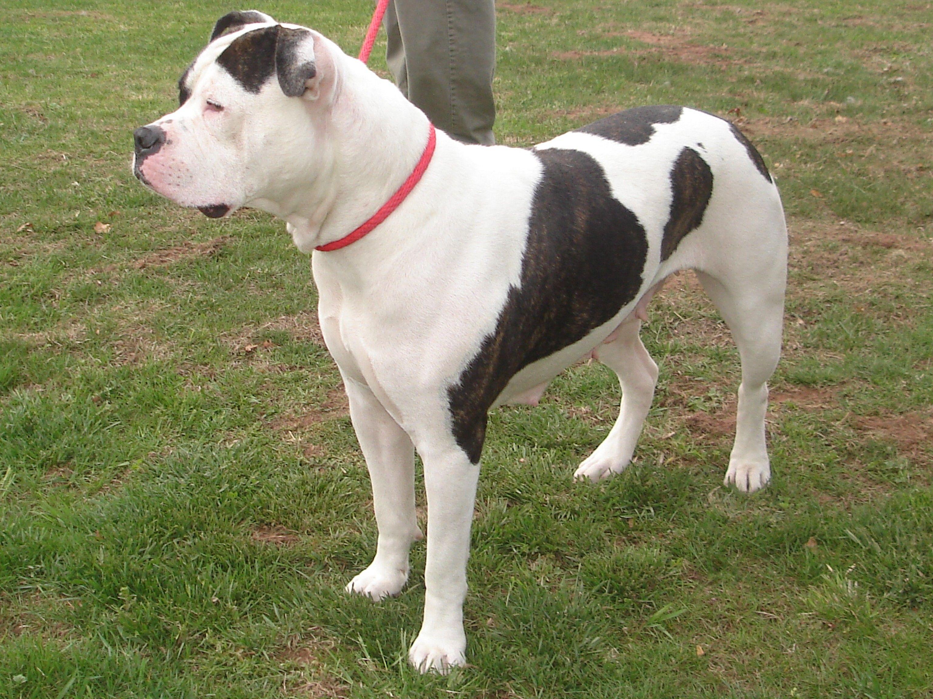 3072x2304 Sleepy American Bulldog photo and wallpaper. Beautiful