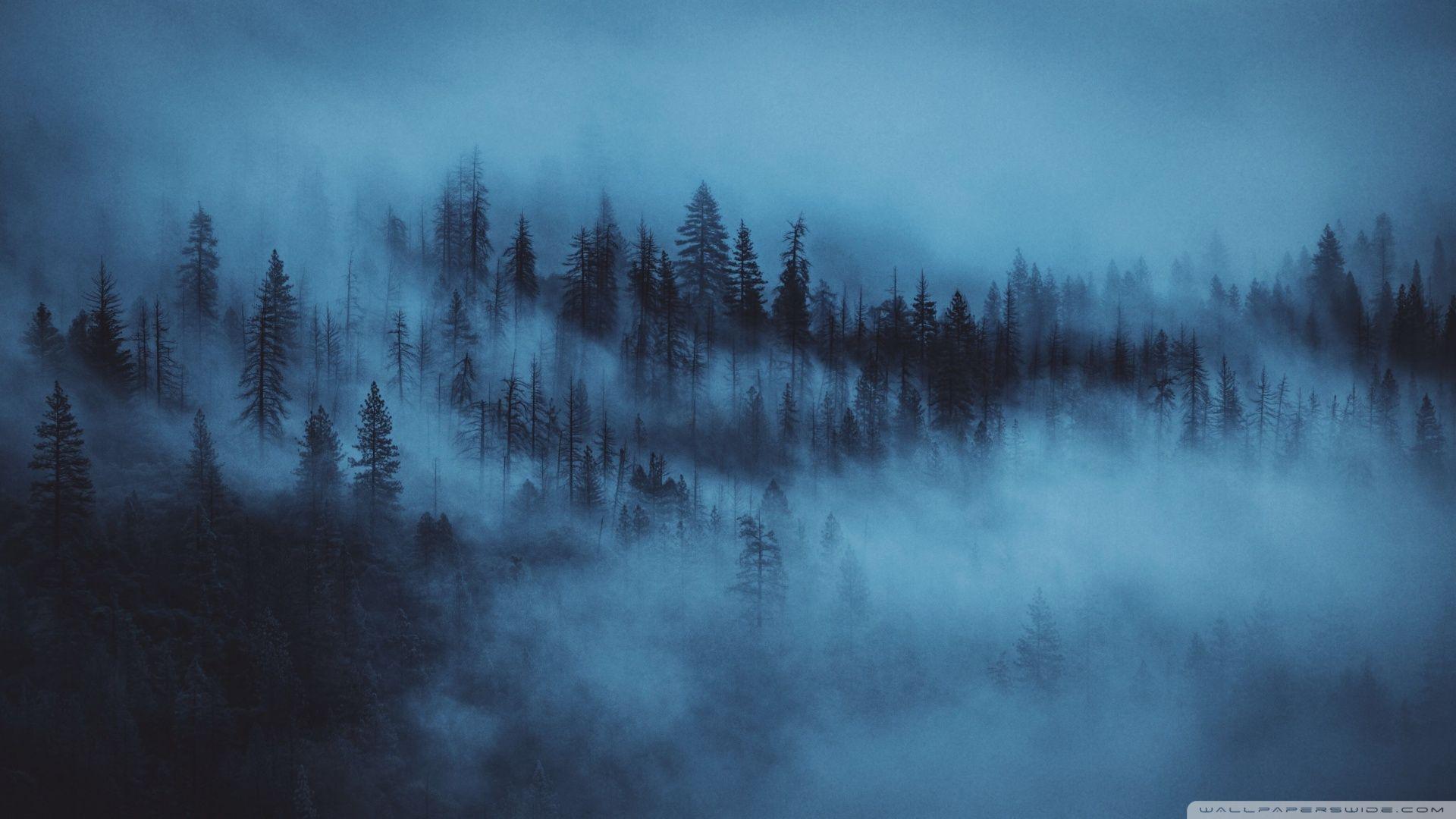 1920x1080 Dark Woods Aesthetic Ultra HD Desktop Background Wallpaper