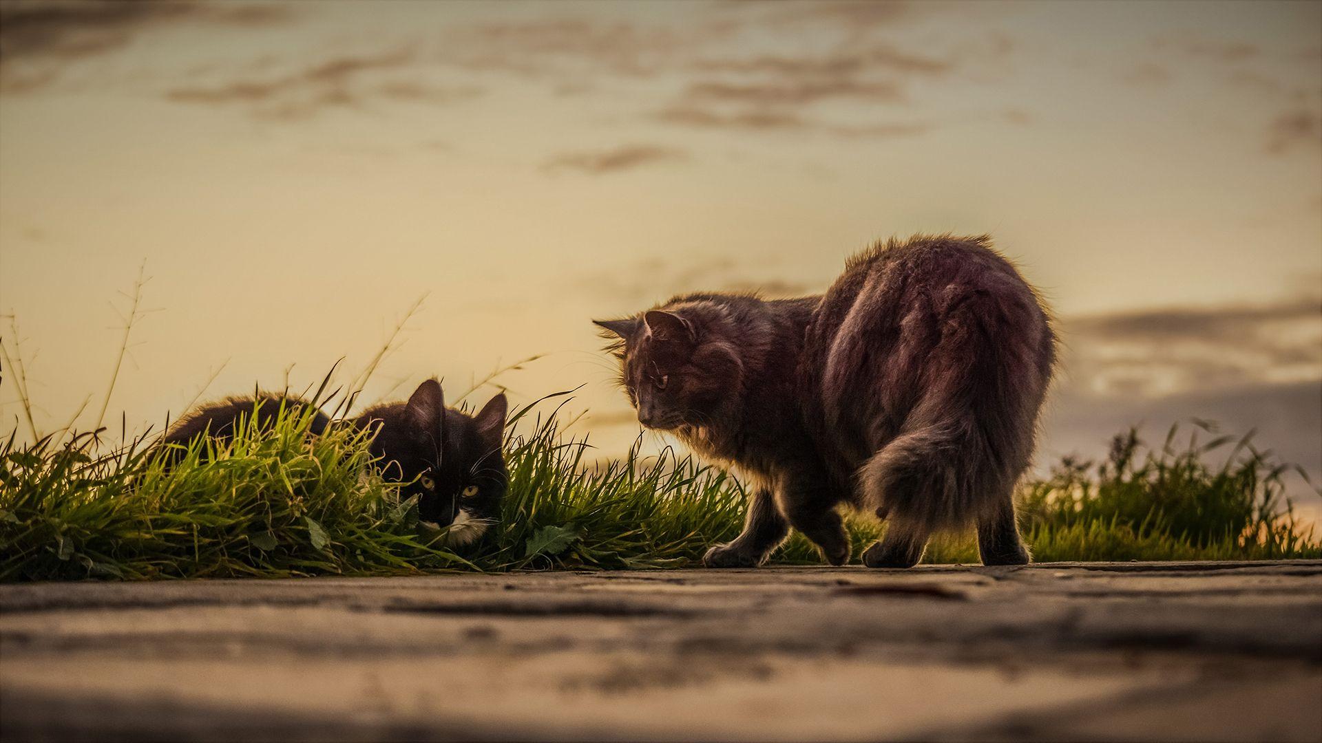 1920x1080 Cats Playing Outside Google Meet Background