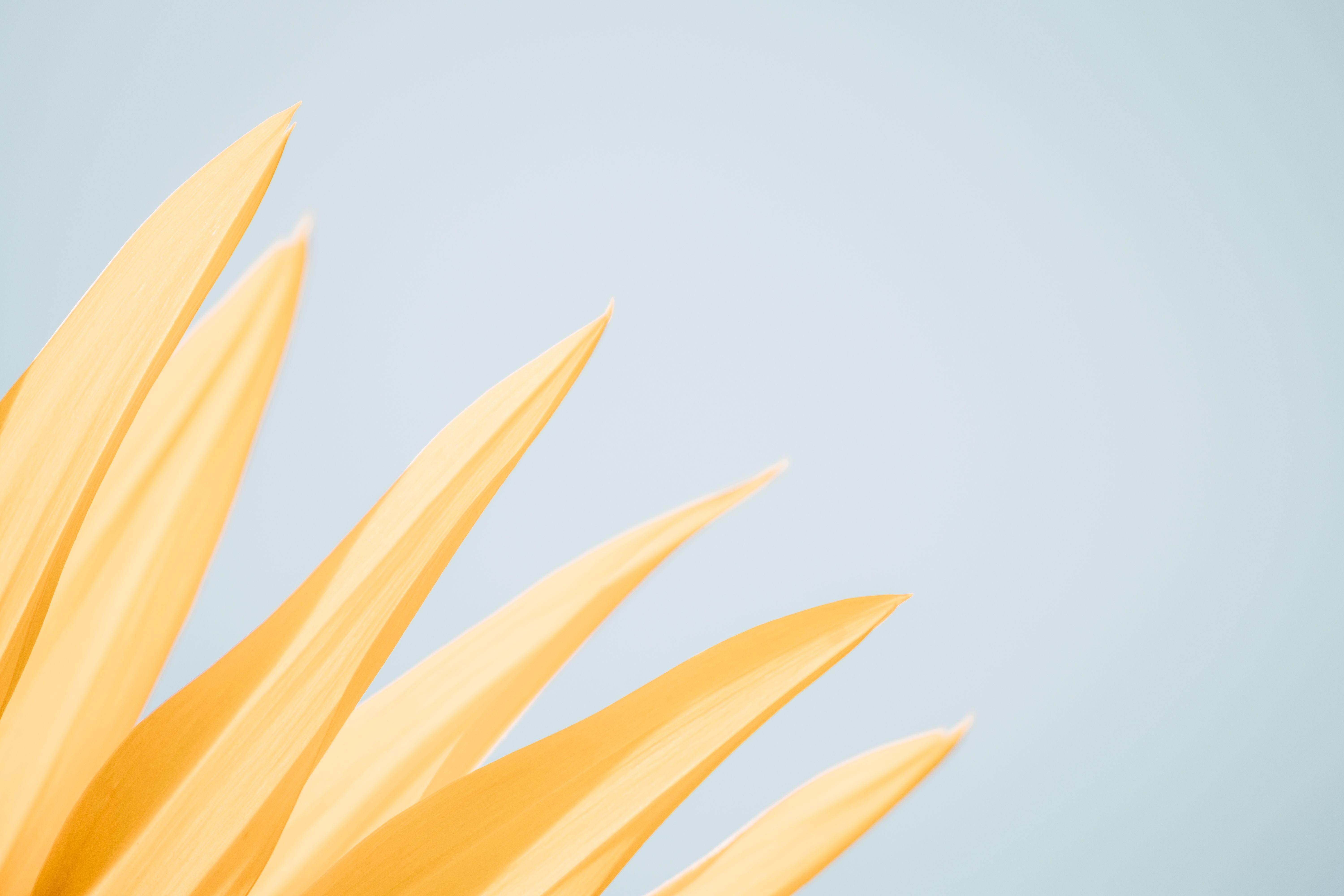 6000x4000 Pastel Aesthetic Desktop Wallpaper Pastel Aesthetic Background, Download Wallpaper