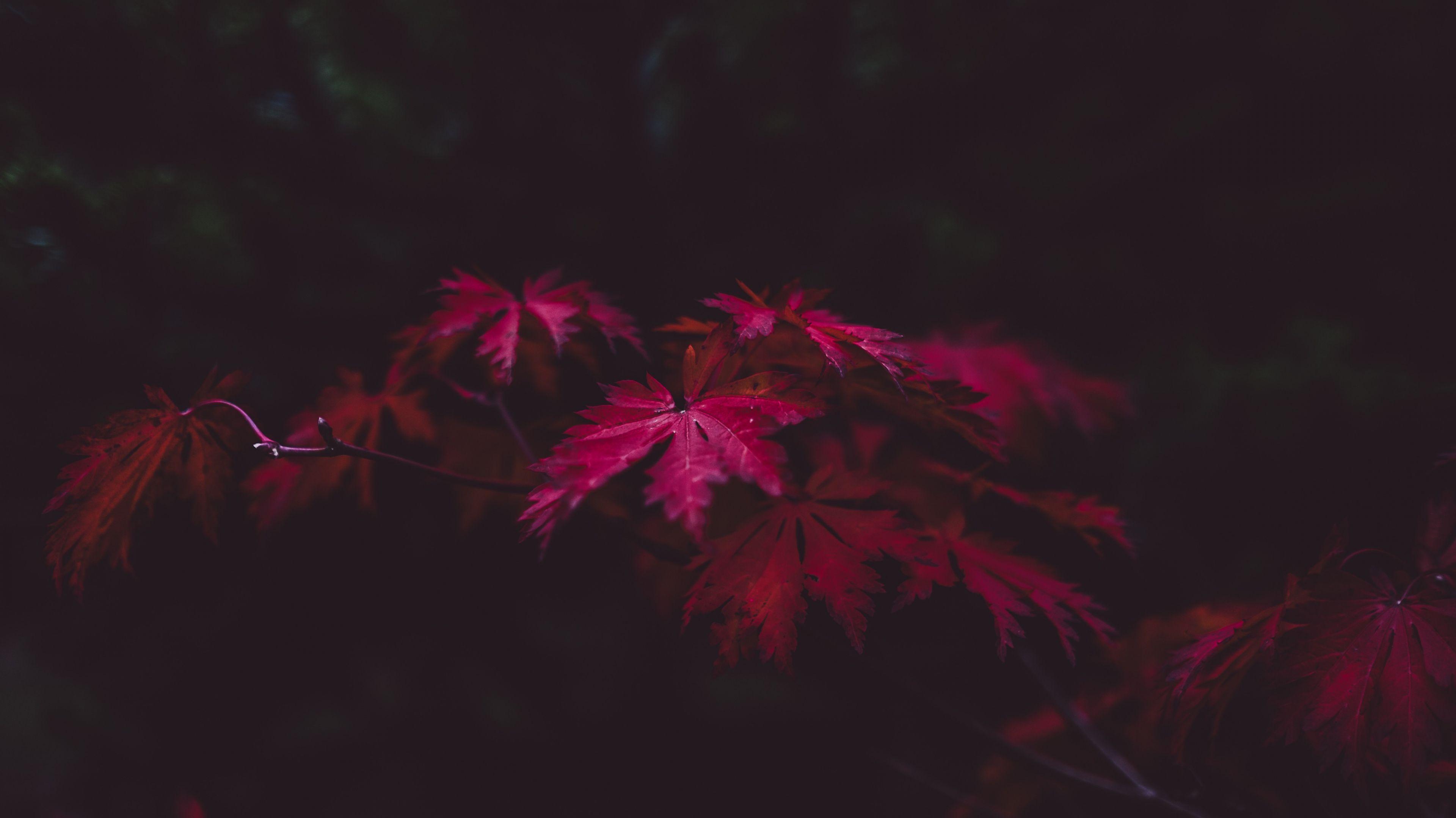 3840x2160 Red Leaves 4k, HD Nature, 4k Wallpaper, Image, Background