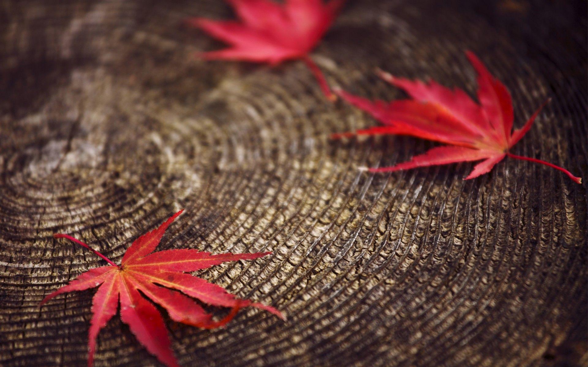 Red Leaf Fall Wallpapers  Wallpaper Cave