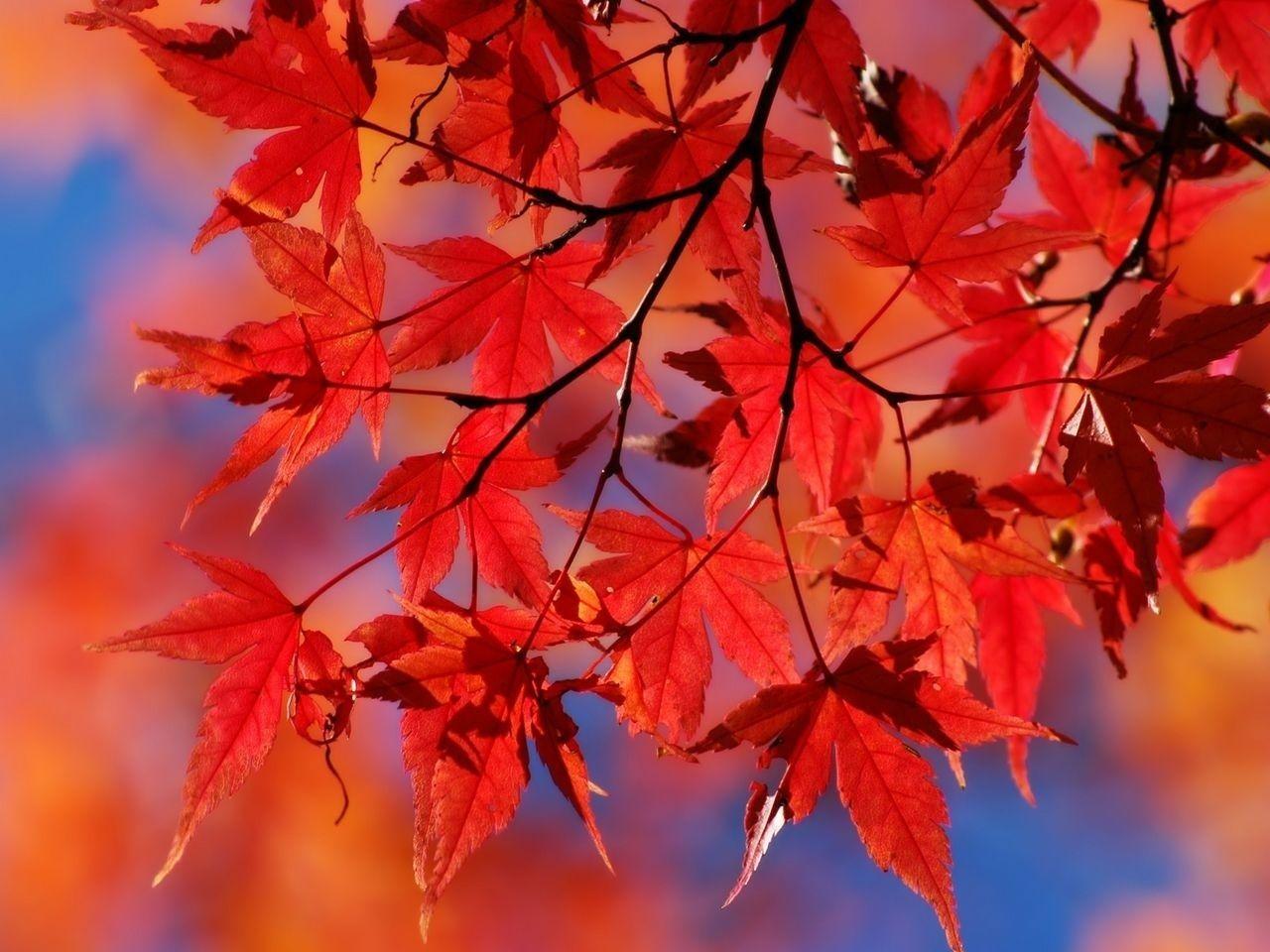 1280x960 Red Fall Leaves Wallpaper