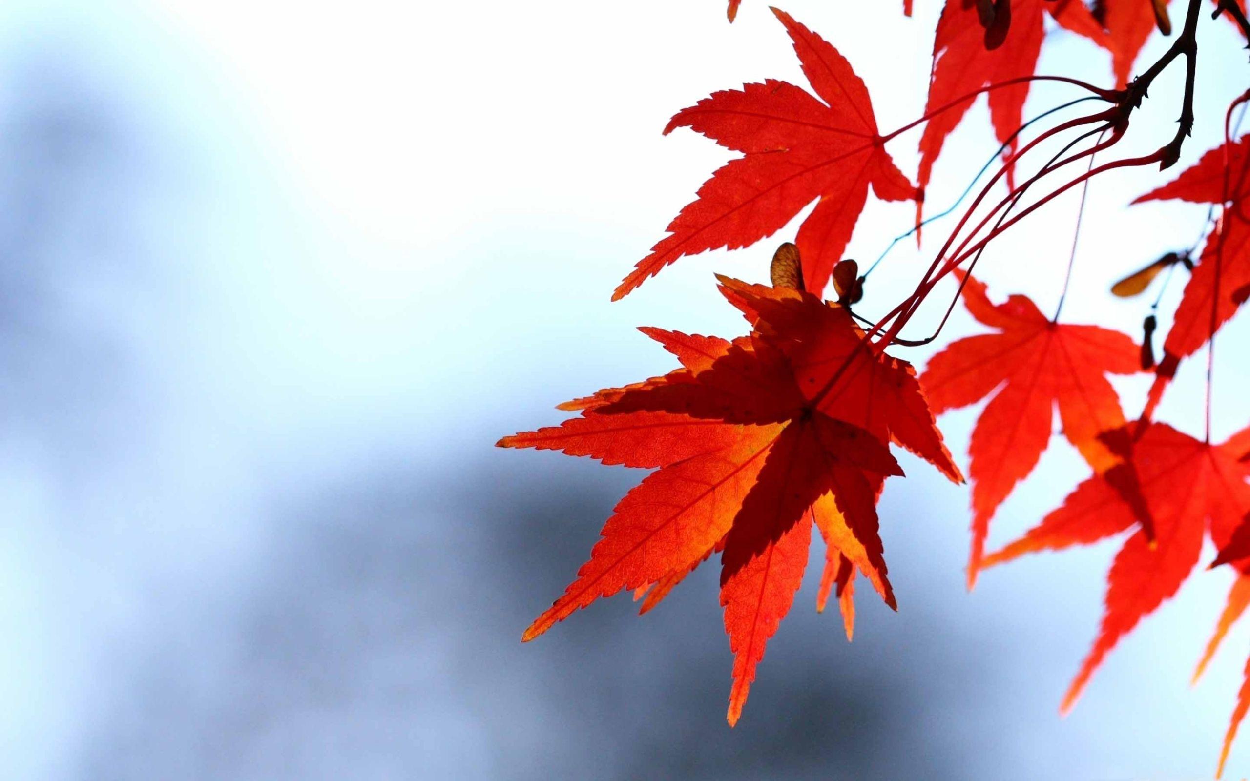 2560x1600 Red Leaves Mac Wallpaper Download