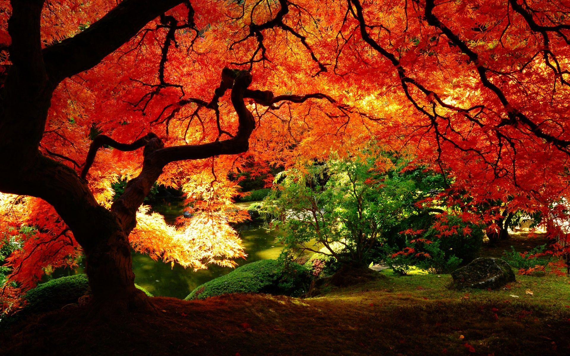 1920x1200 Fall Leaves Wallpaper HD
