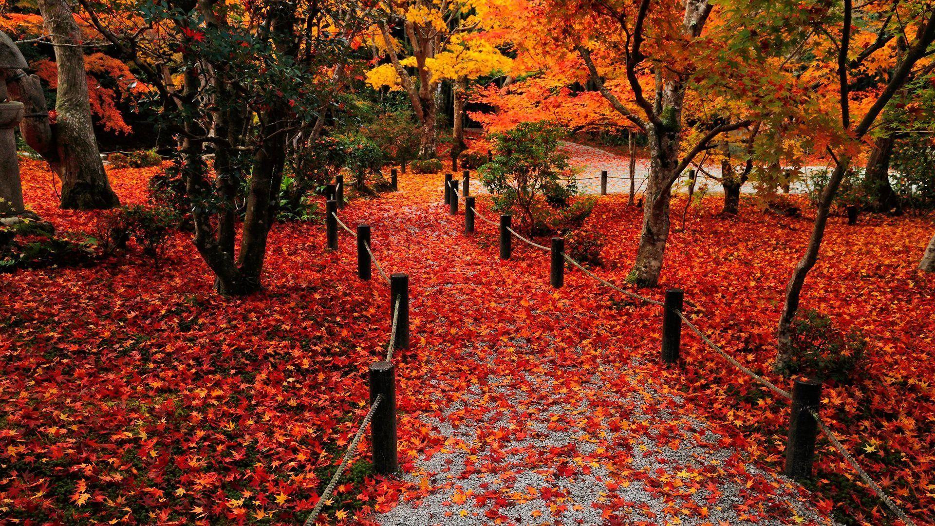 1920x1080 Best Autumn Foliage Wallpaper