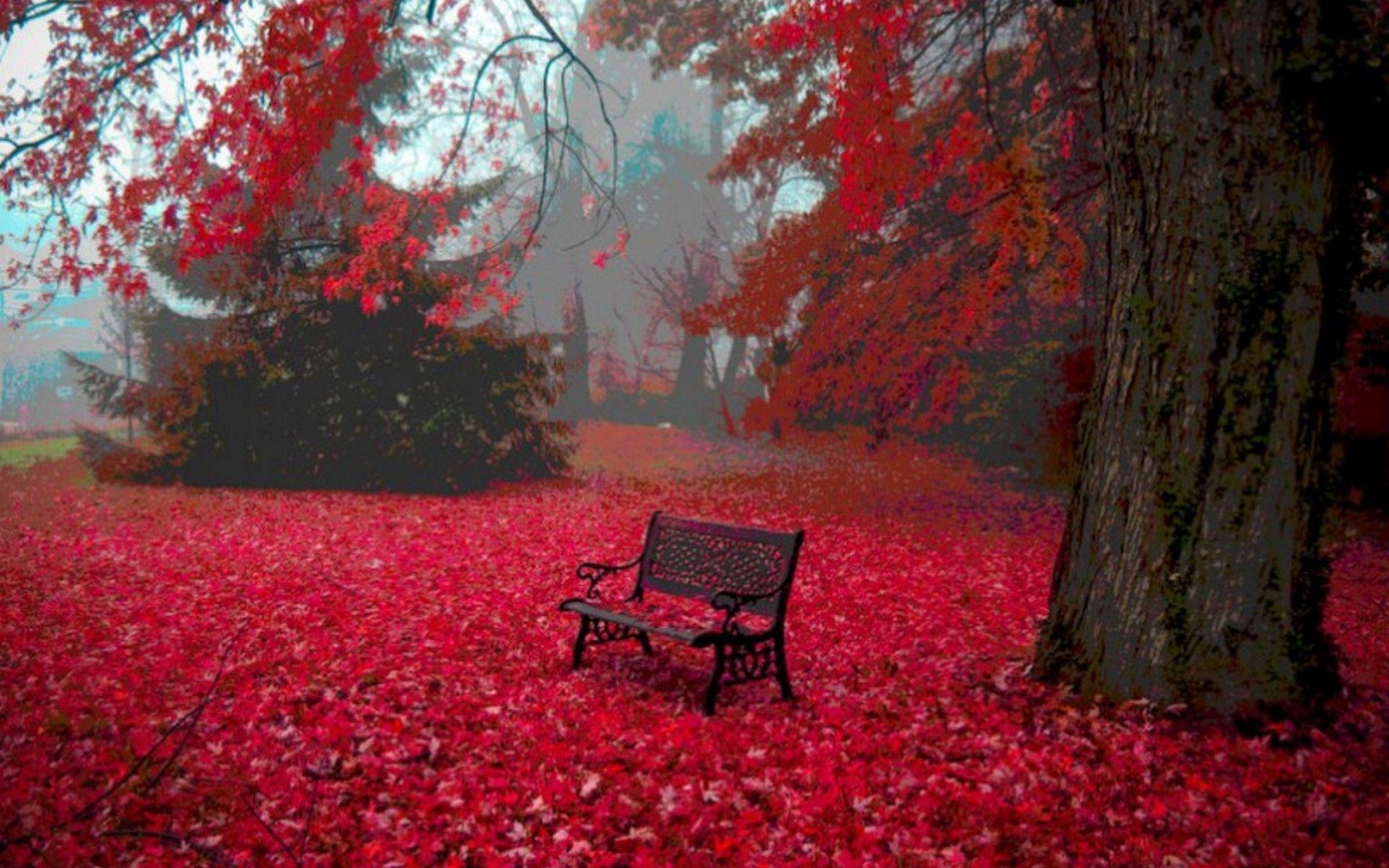 1920x1200 Background, autumn, wallpaper, serene, tree, sea