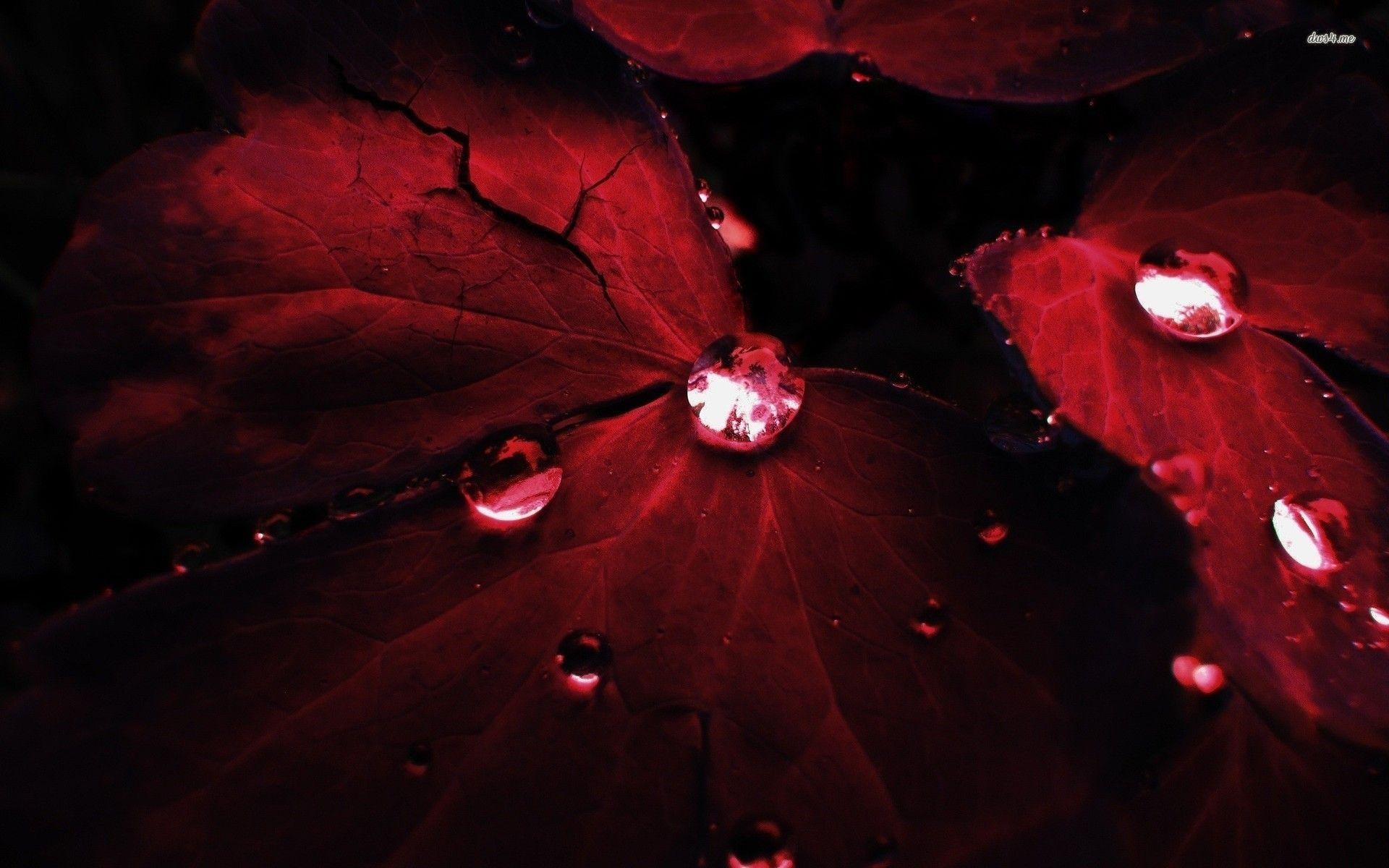 1920x1200 Water Drops On Red Leaves Water Drops On Red Leaves